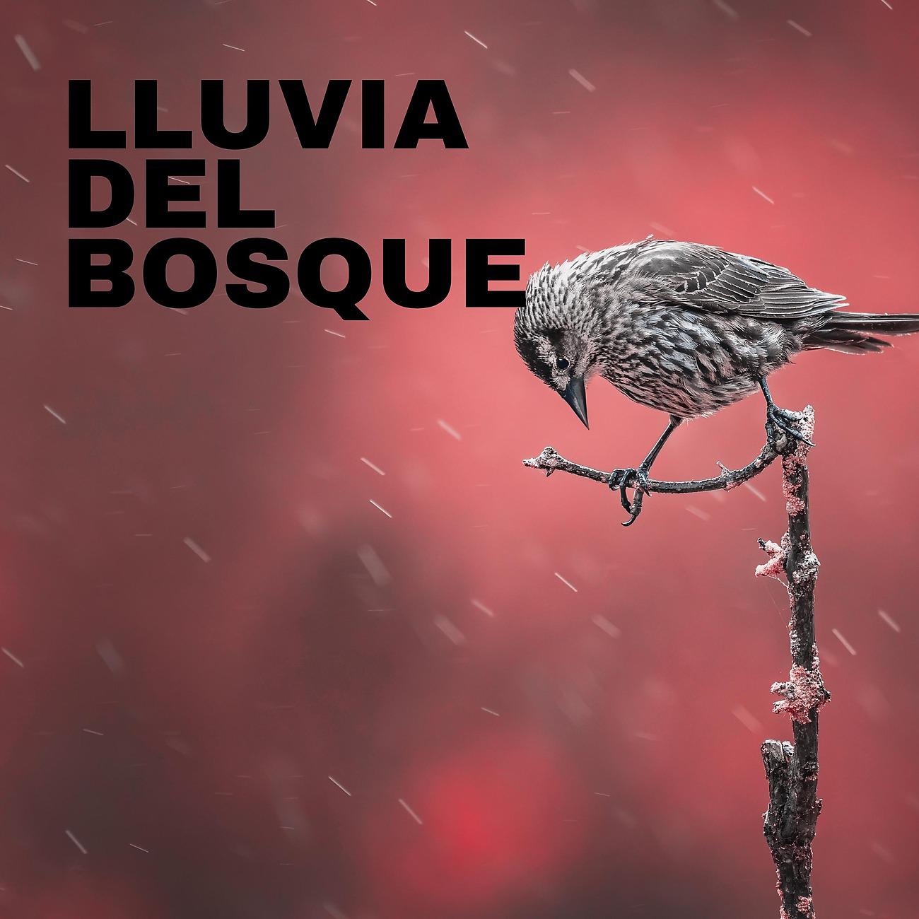 Постер альбома Lluvia Del Bosque