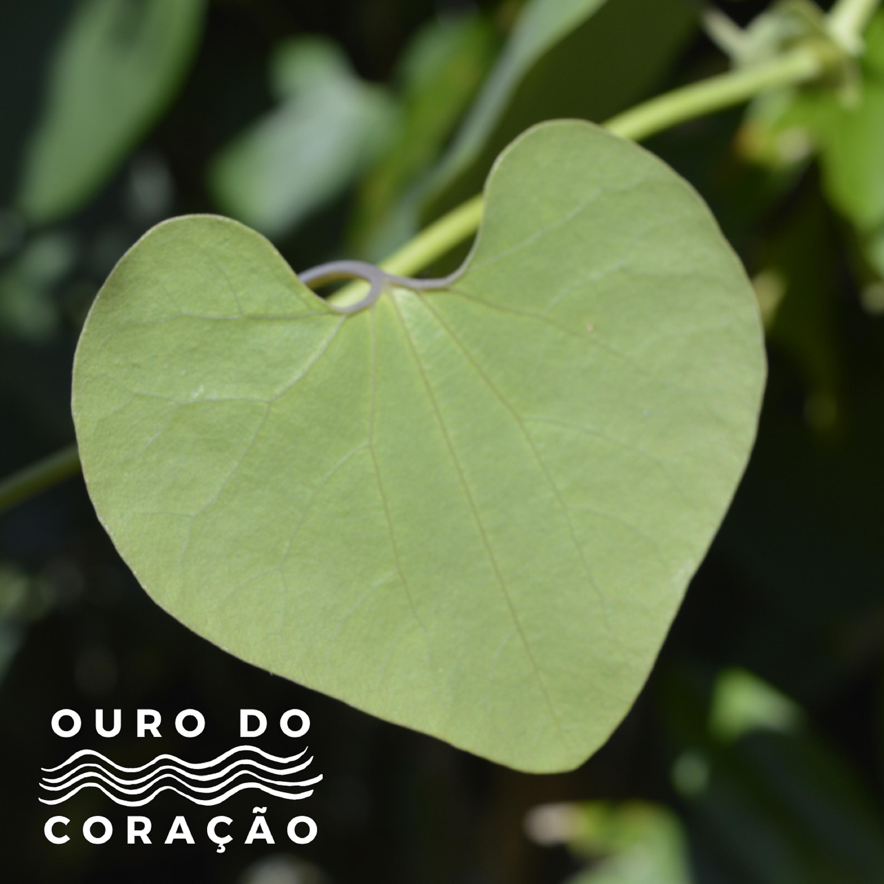 Постер альбома Ouro do Coração