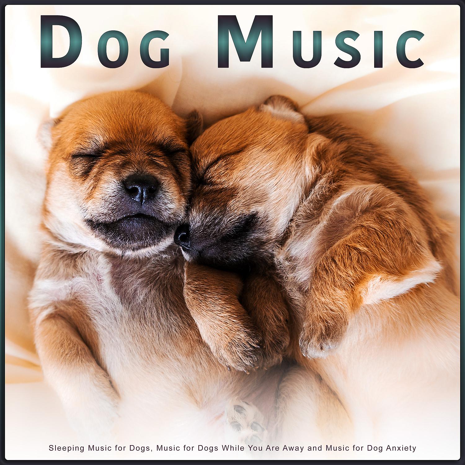 Постер альбома Dog Music: Sleeping Music for Dogs, Music for Dogs While You Are Away and Music for Dog Anxiety