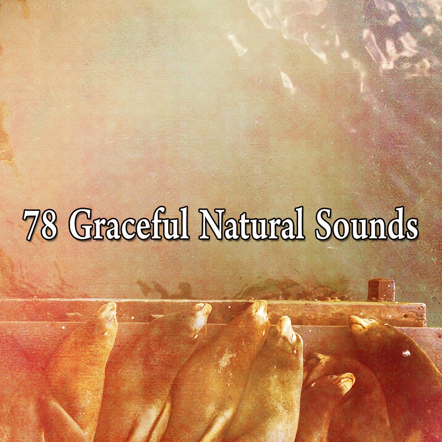 Постер альбома 78 изящных естественных звуков