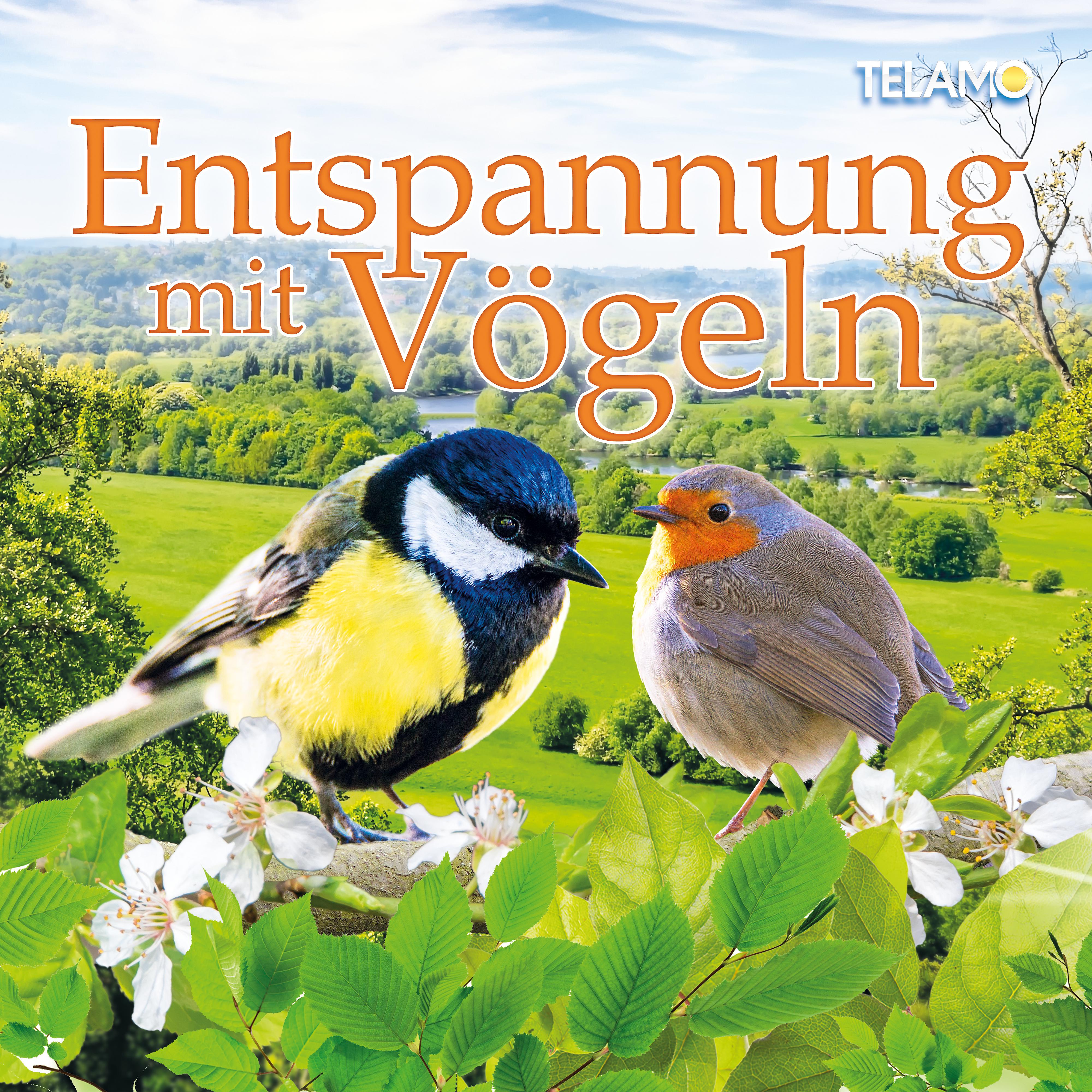 Постер альбома Entspannung mit Vögeln