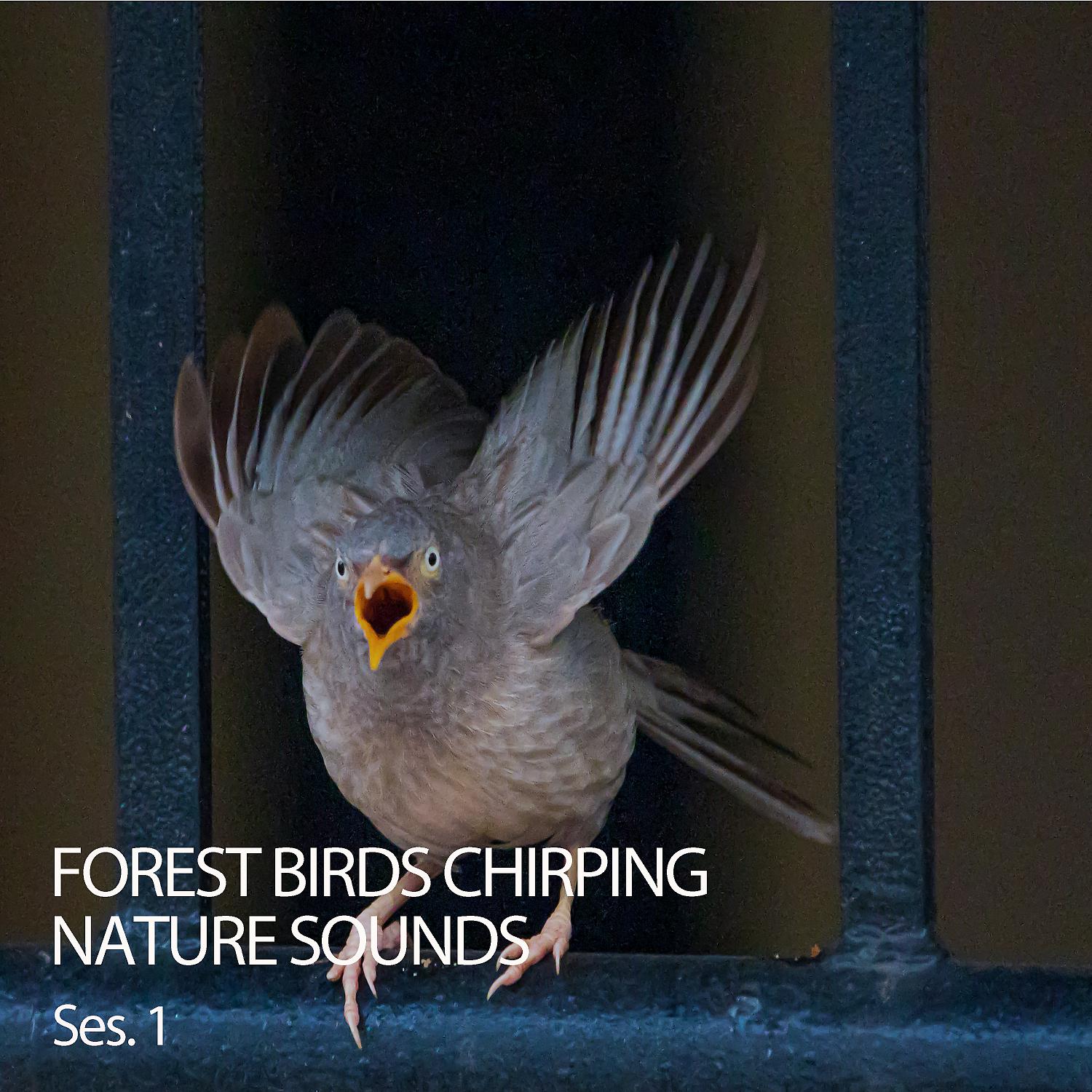 Постер альбома Forest Birds Chirping Nature Sounds Ses. 1