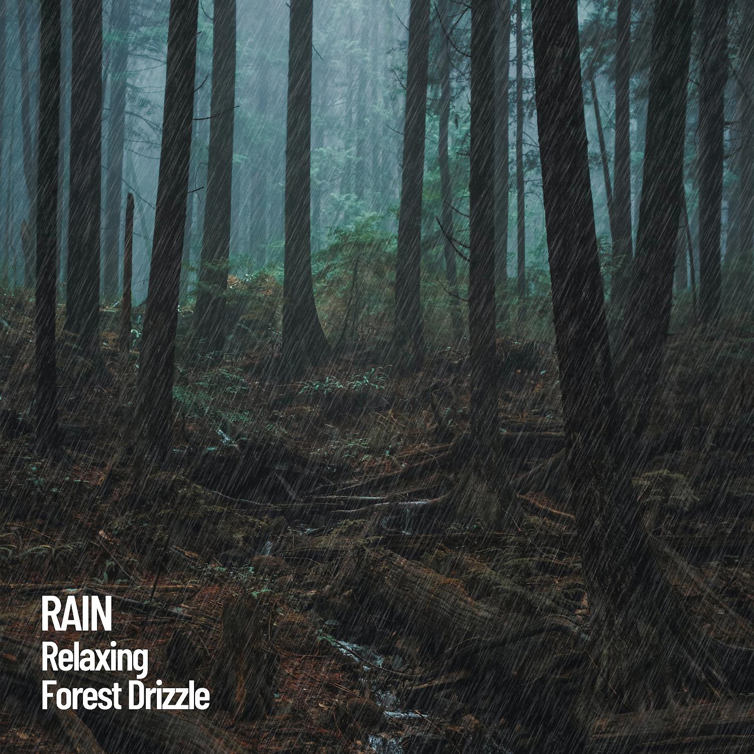 Постер альбома Rain: Relaxing Forest Drizzle