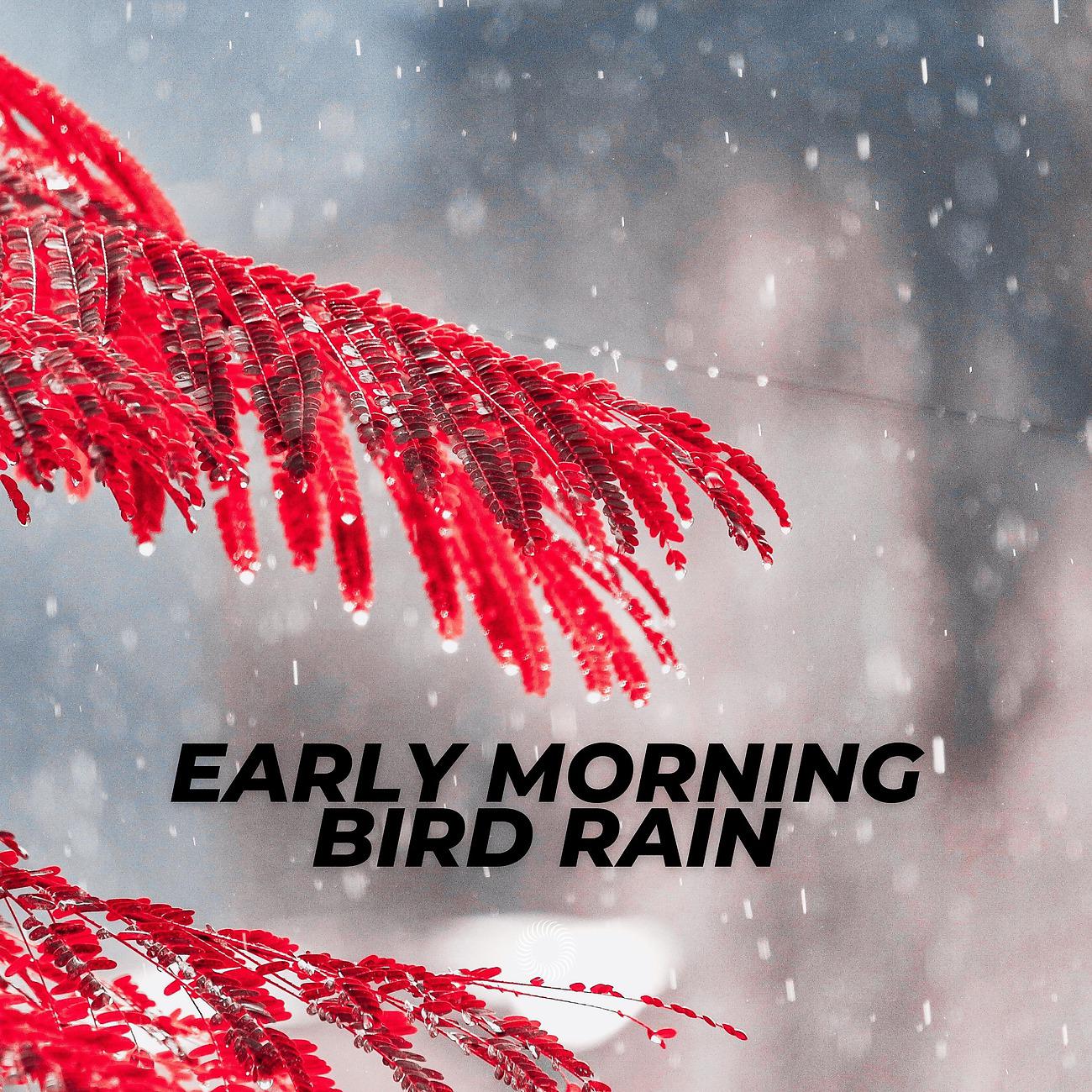 Постер альбома Early Morning Bird Rain