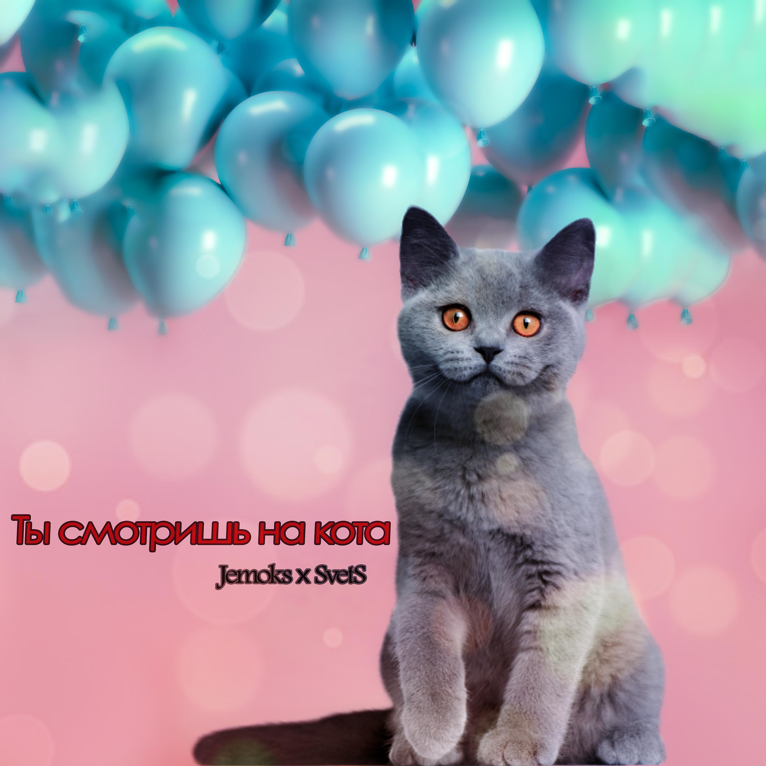 Постер альбома Ты смотришь на кота