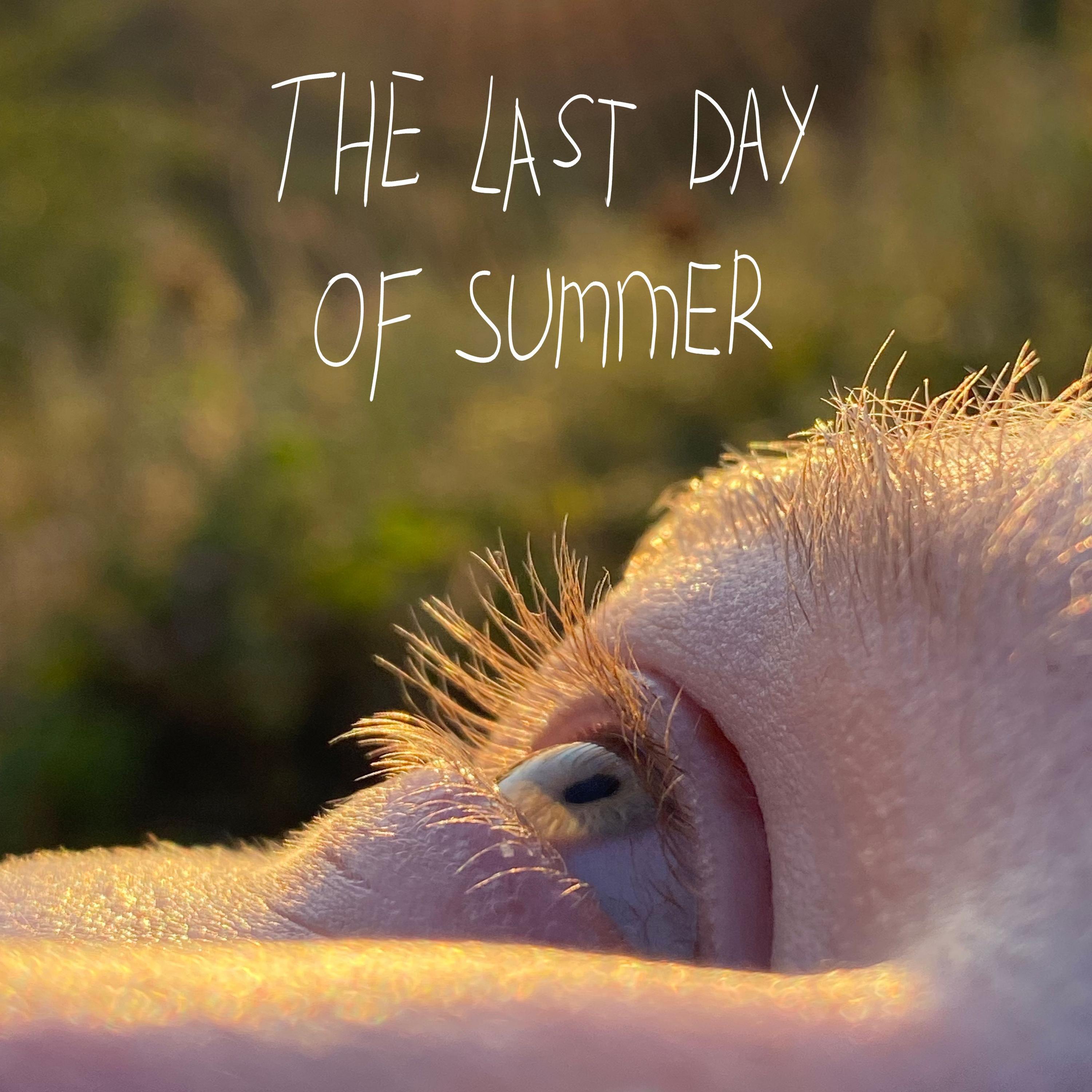 Постер альбома The Last Day of Summer
