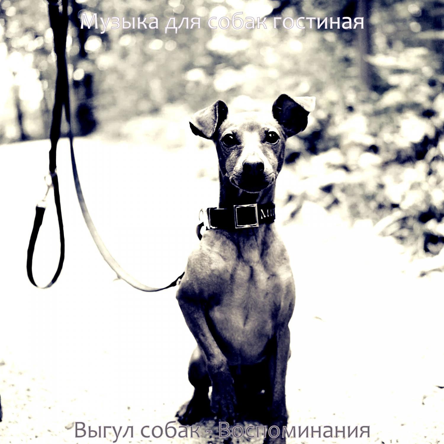 Постер альбома Выгул собак - Воспоминания