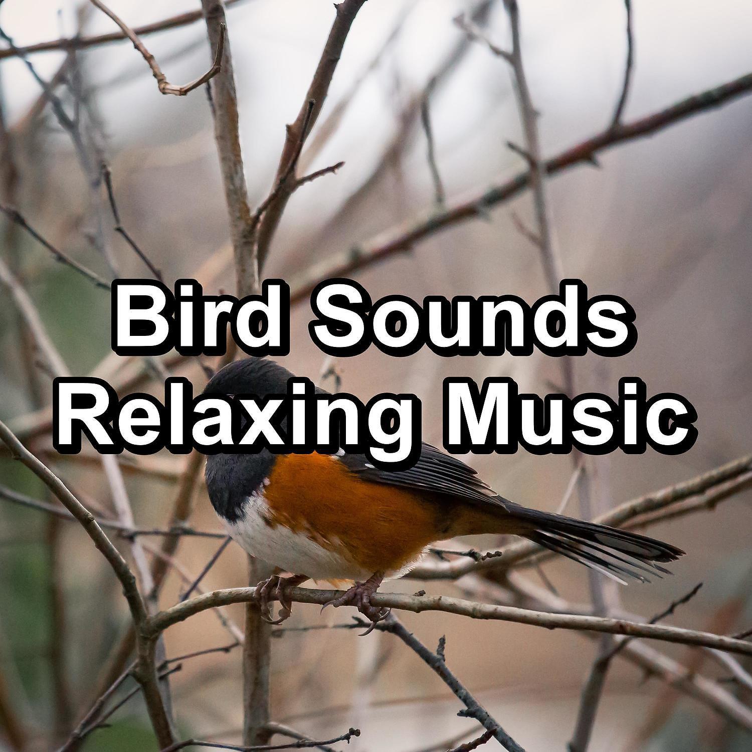 Постер альбома Bird Sounds Relaxing Music