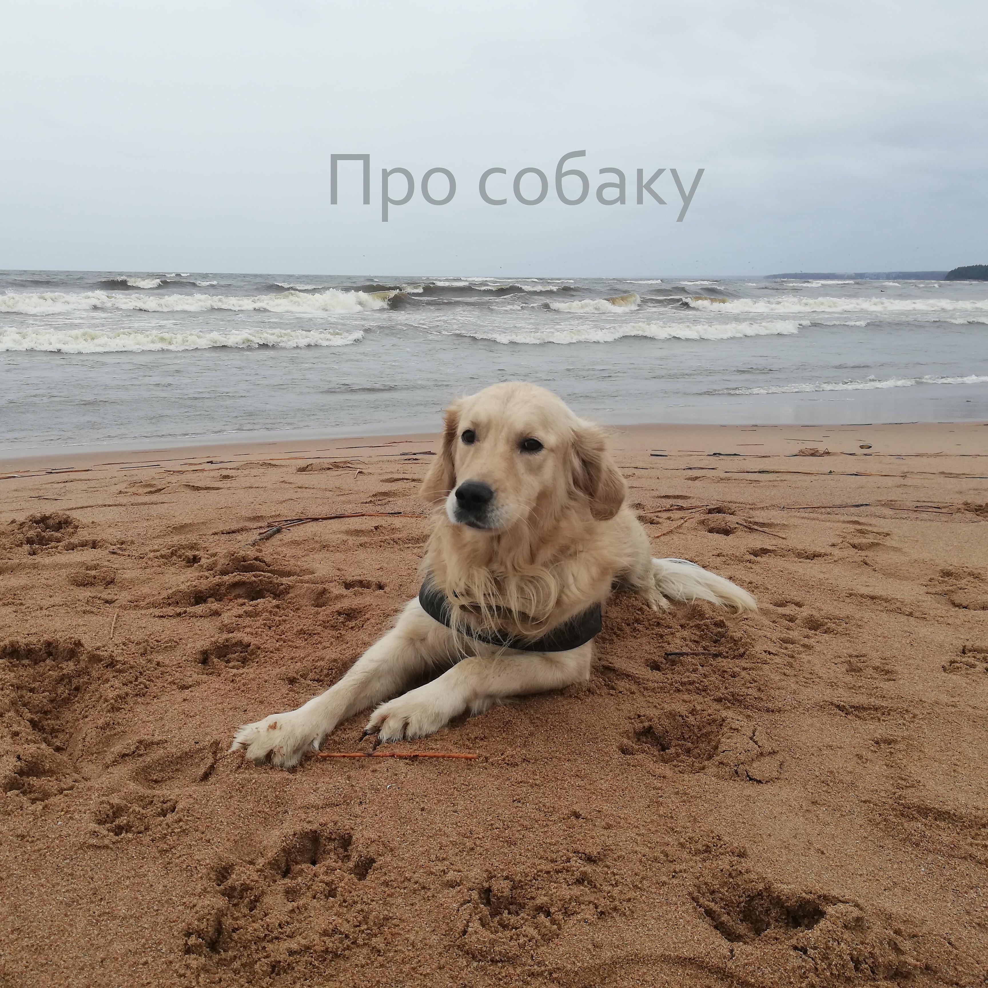 Арсений - Про собаку