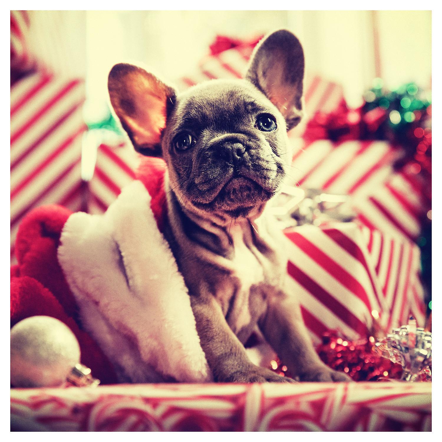 Постер альбома Dogs Love Christmas Music Too