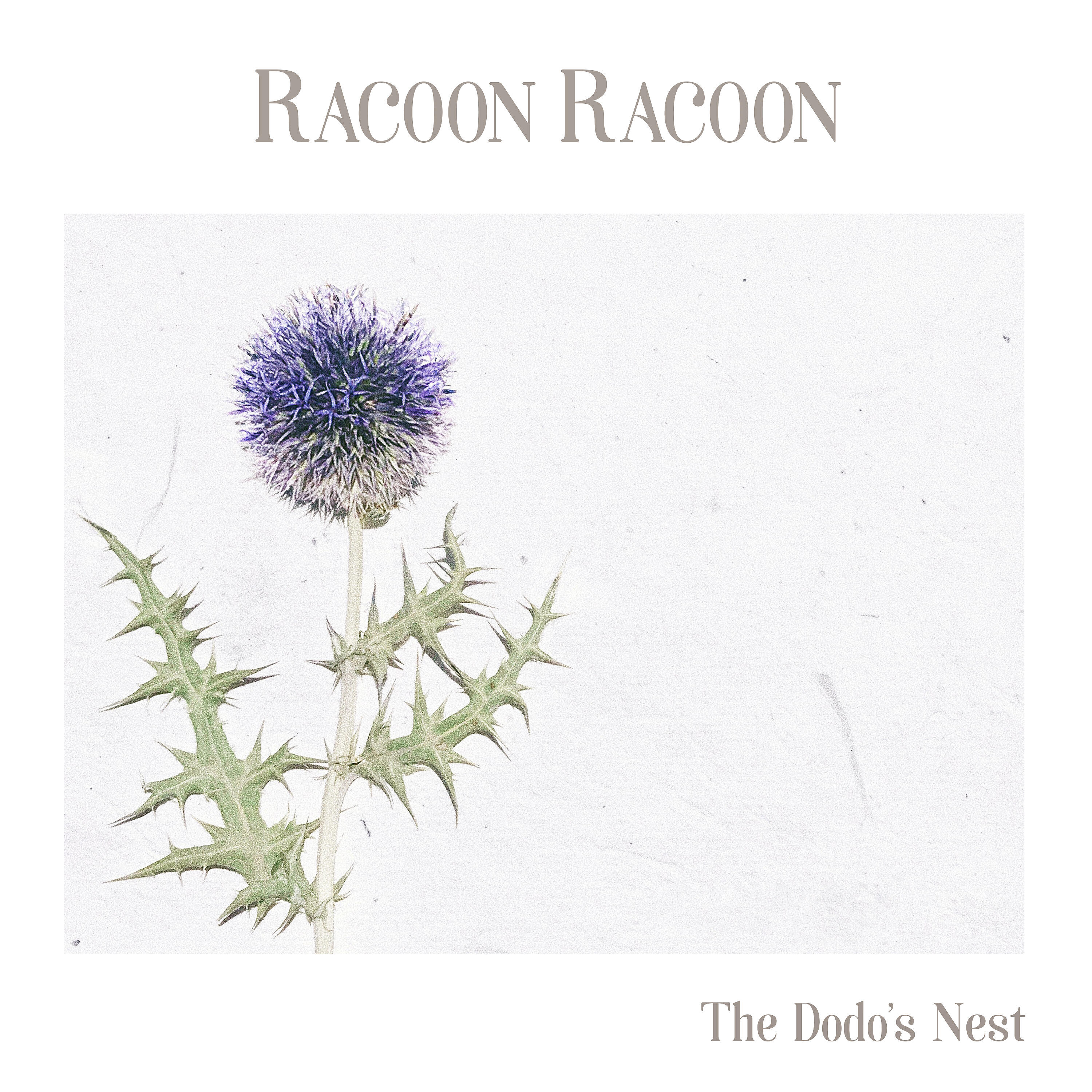 Racoon Racoon - The Dodo's Nest