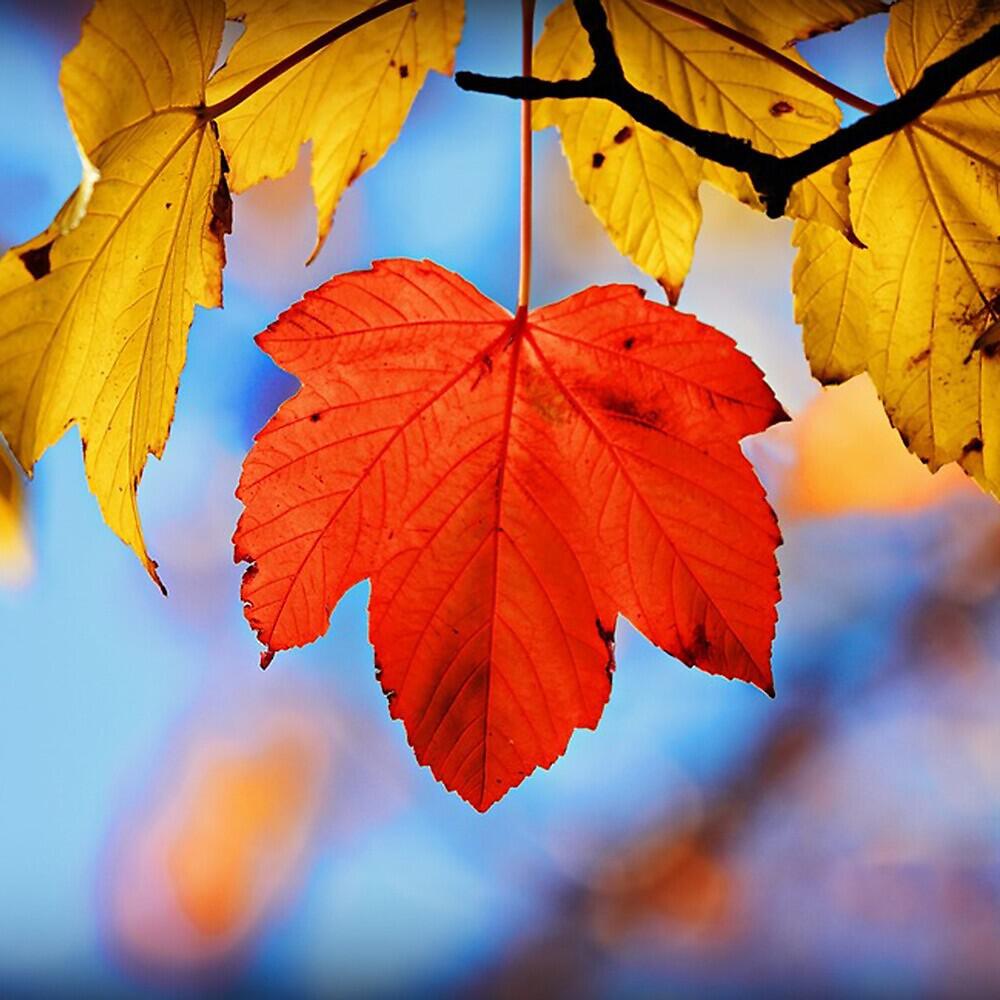 Luu Thi Hoa - Autumn in My Heart and Nostalgia