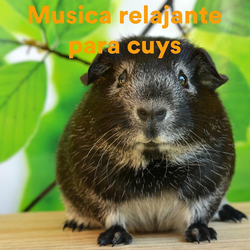 The Guinea Pig Gurus - The Sleeping Guinea Pig