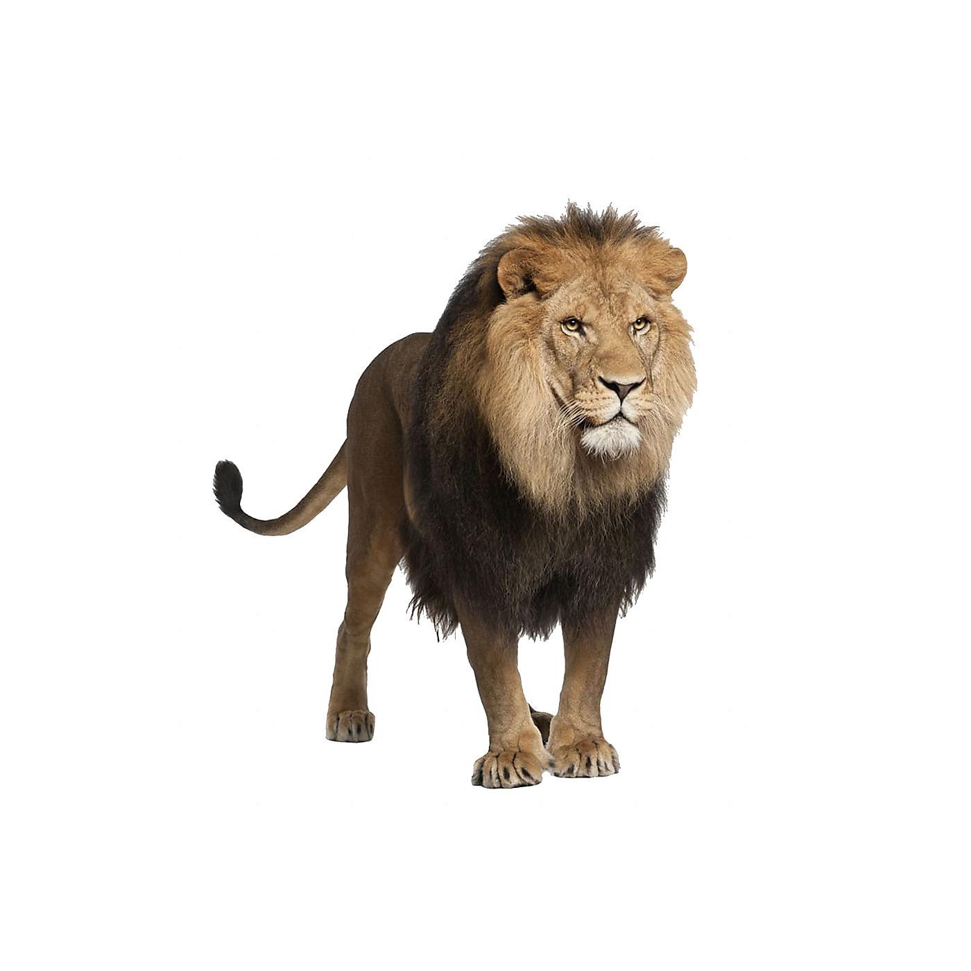 Постер альбома Lion Kings