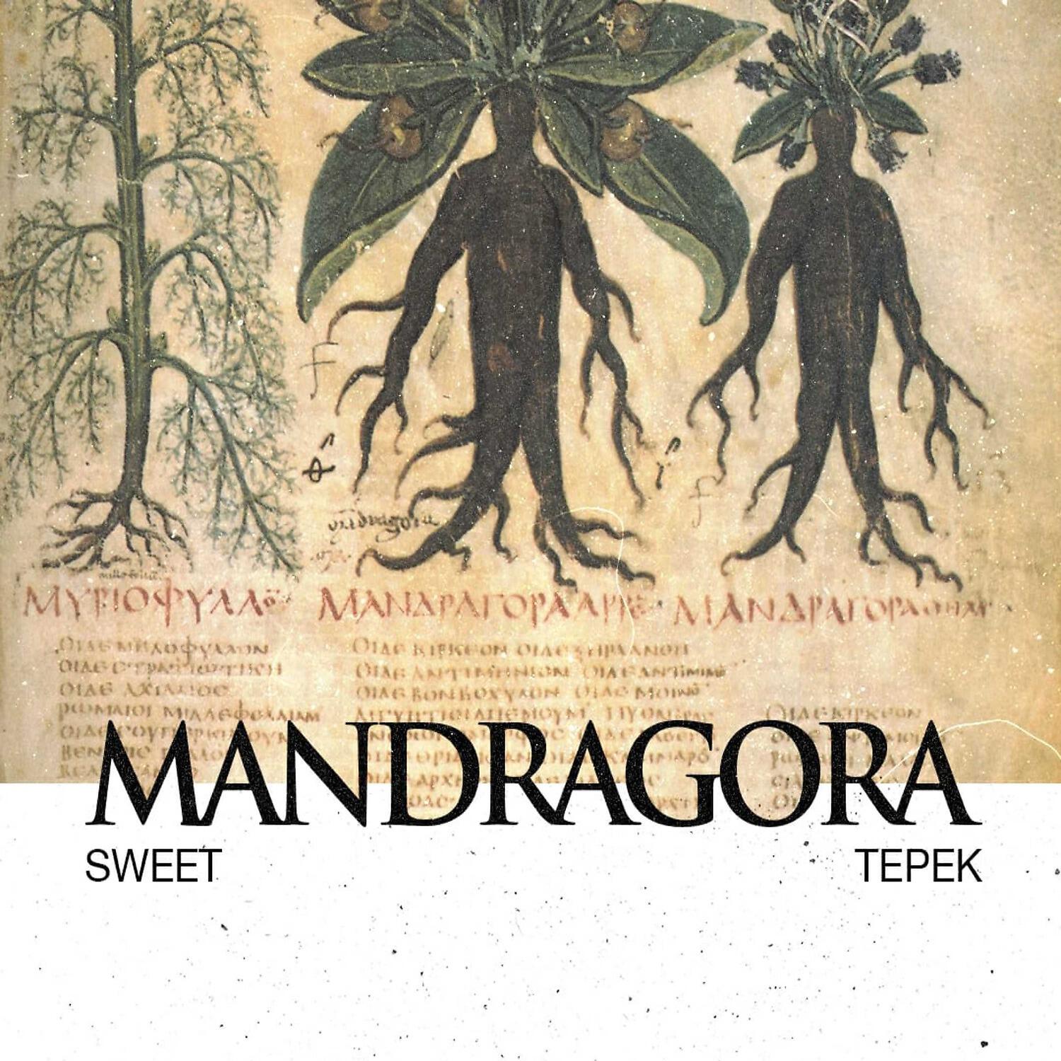 Sweet - Mandragora