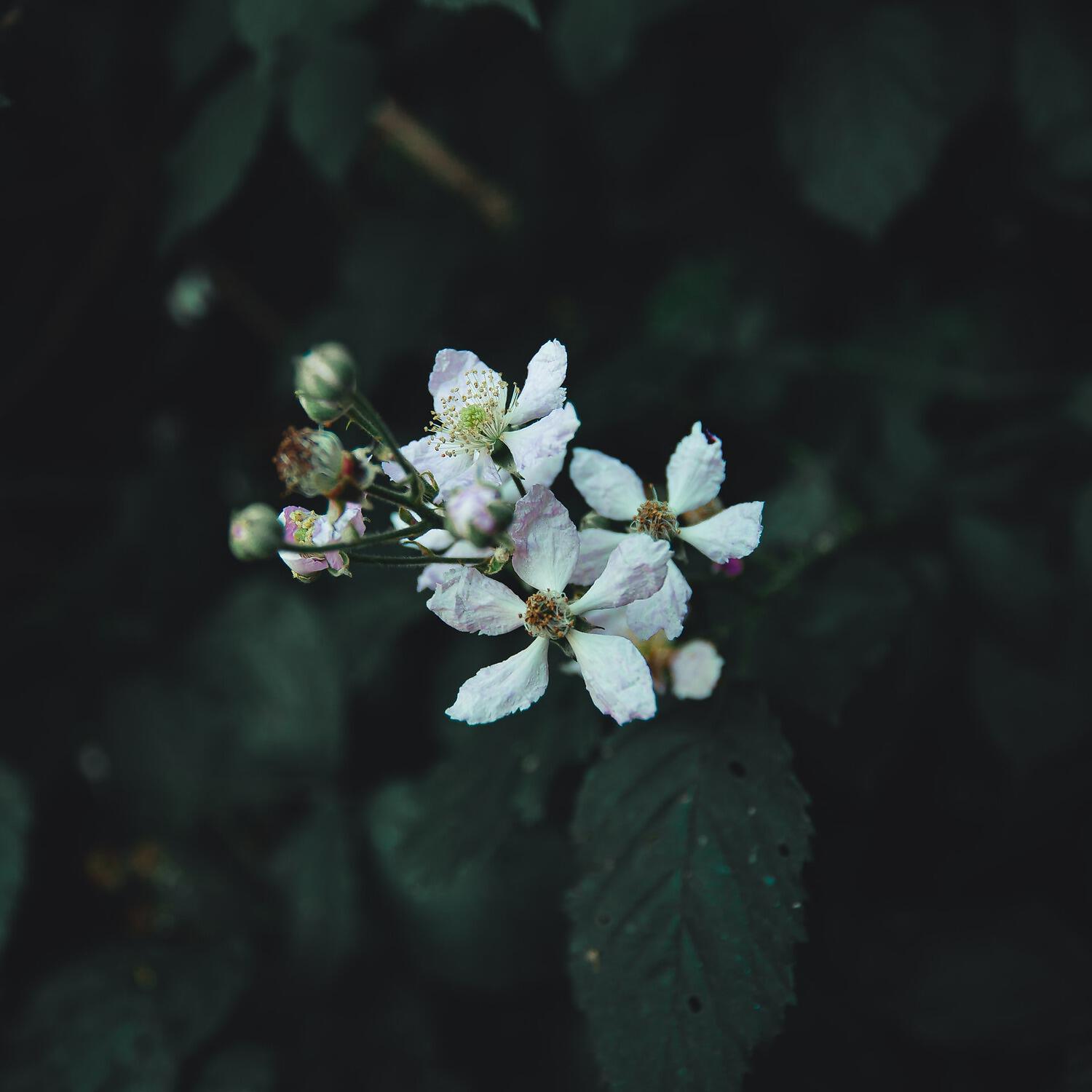 Arbour - Flowers