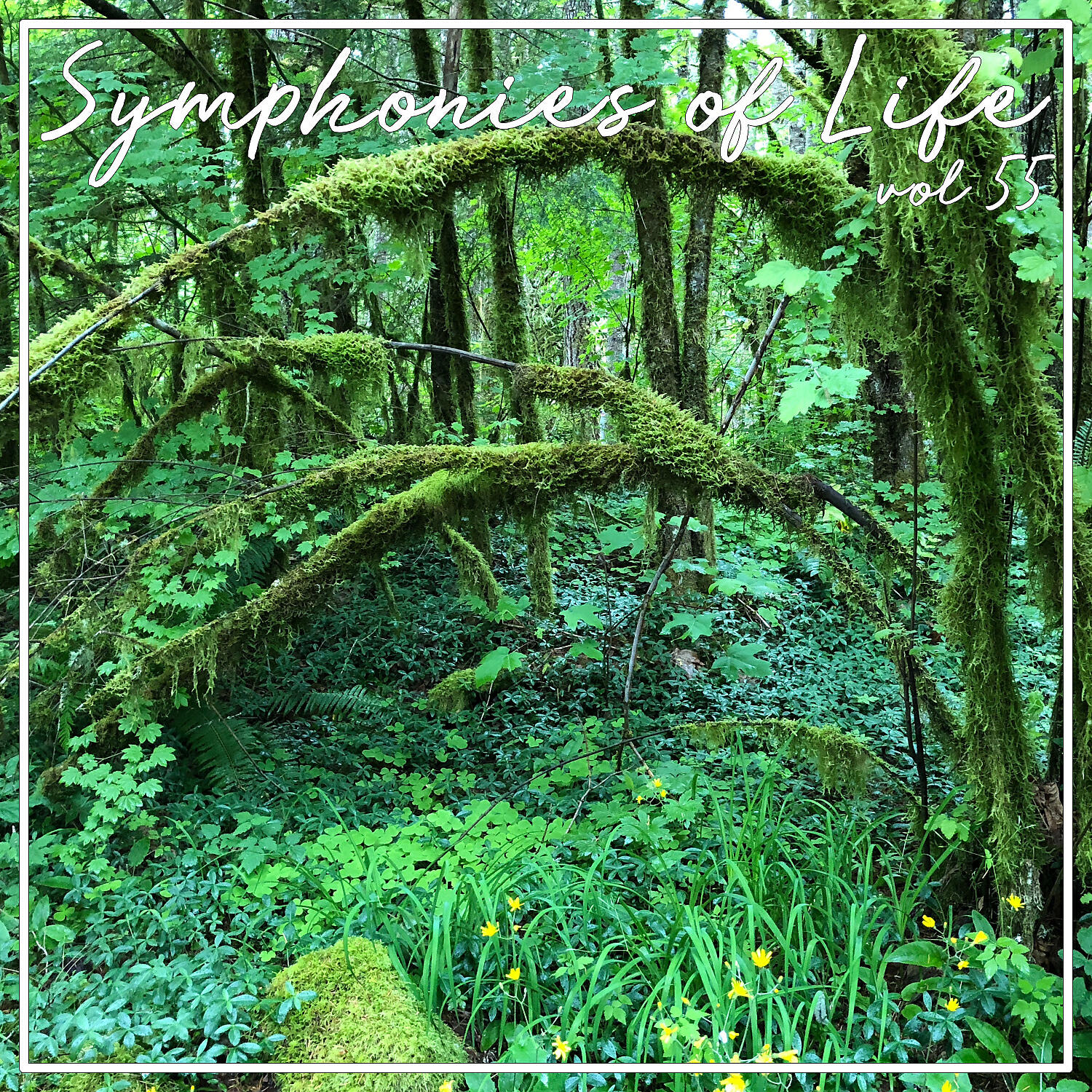 Siegfried Lorenz - Arlecchino: Part Three, Scena ED Aria: Herr Kapitän, Um Vergebung