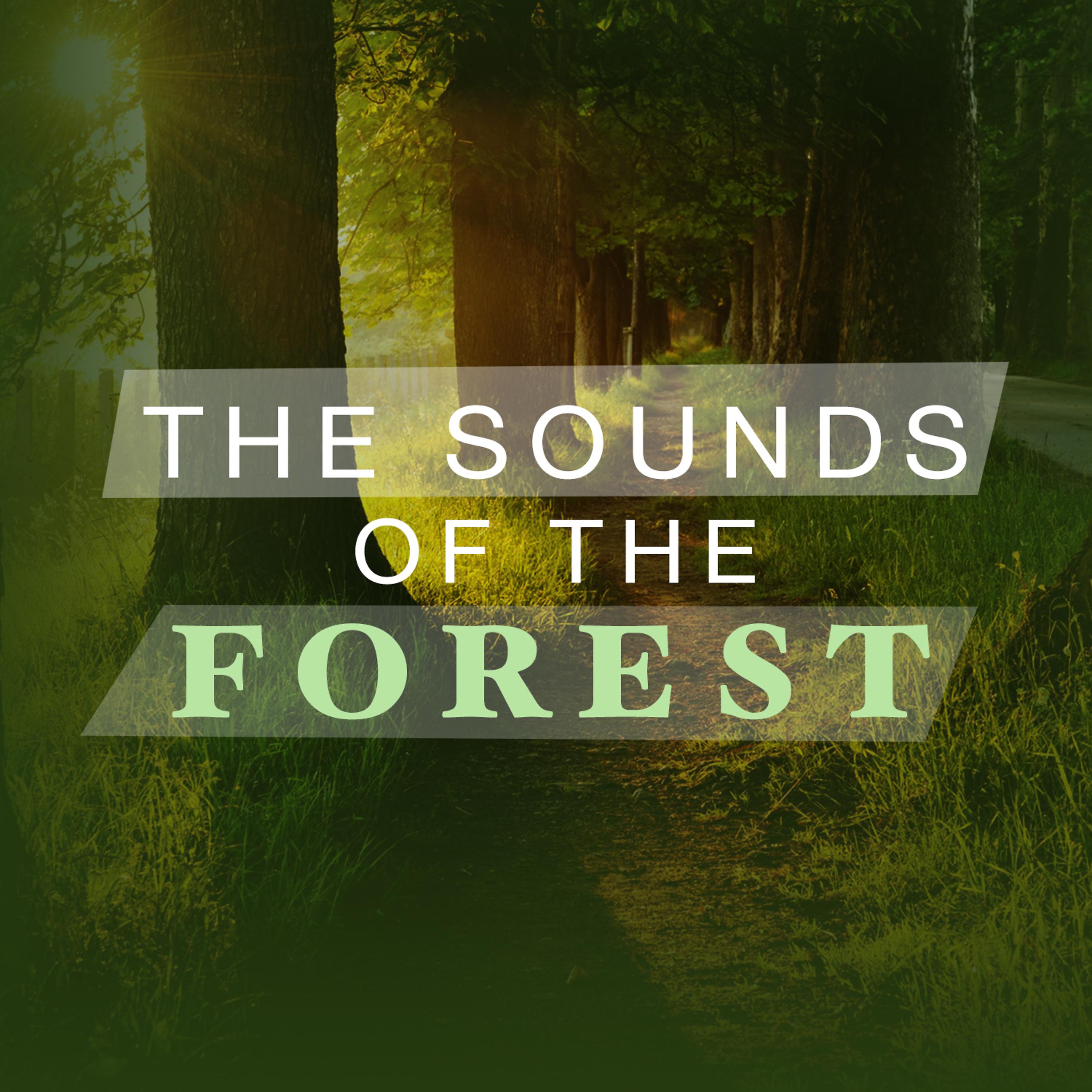 Постер альбома The Sounds of the Forest