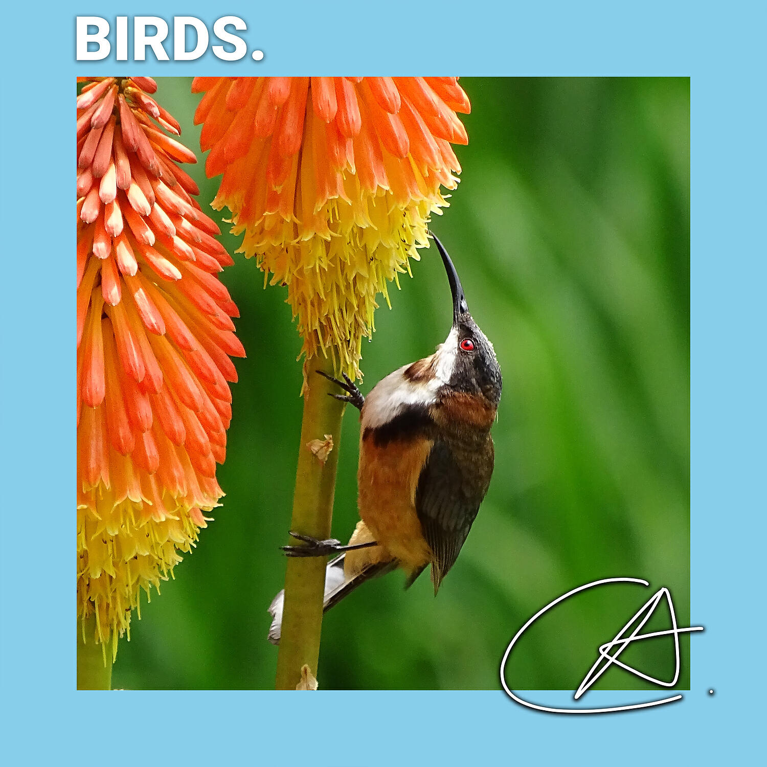 Spa - Amazing Sounds of Birds in Warm Christmas to help your baby sleep