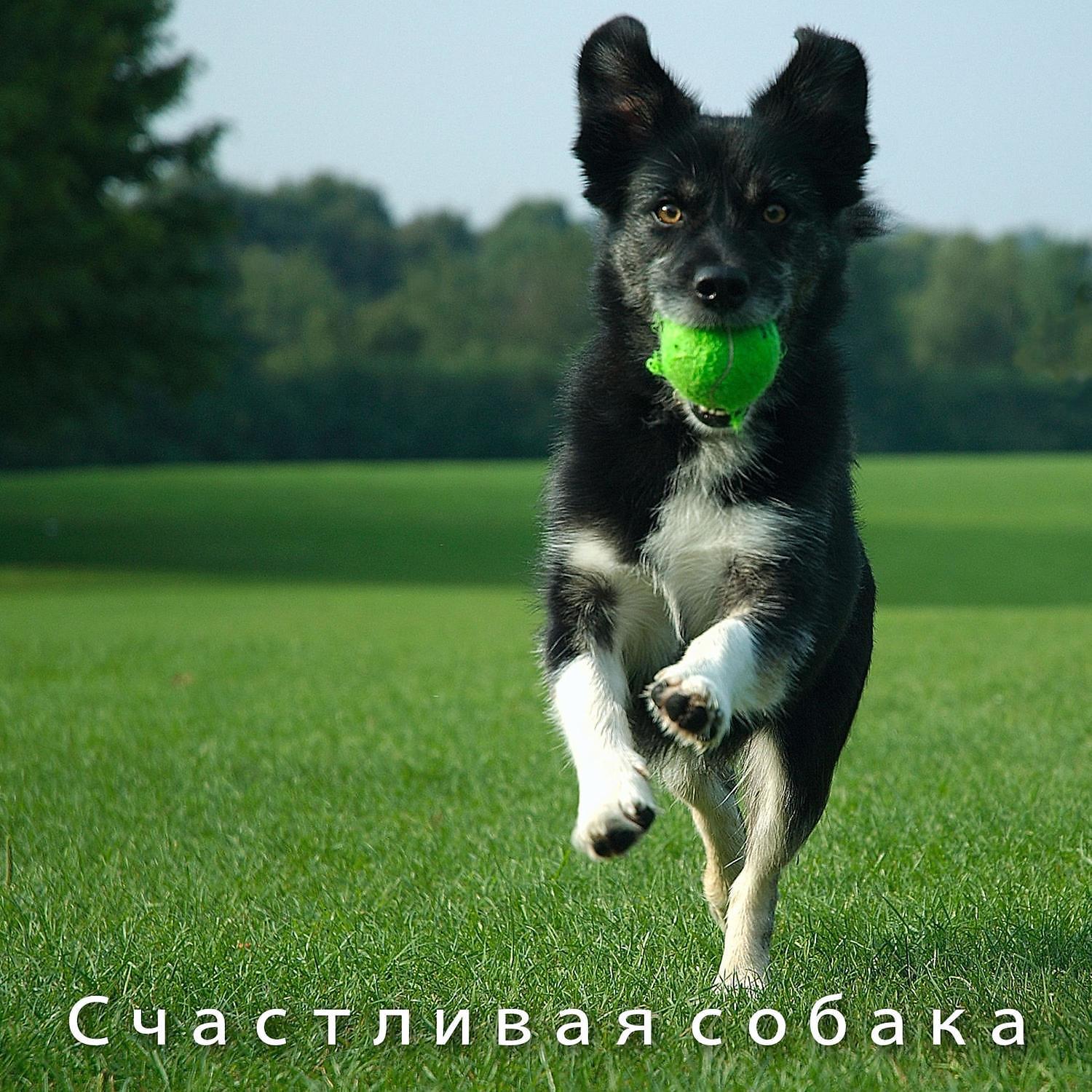 RW Фортепианная музыка для собак - Успокаивающая музыка для собак