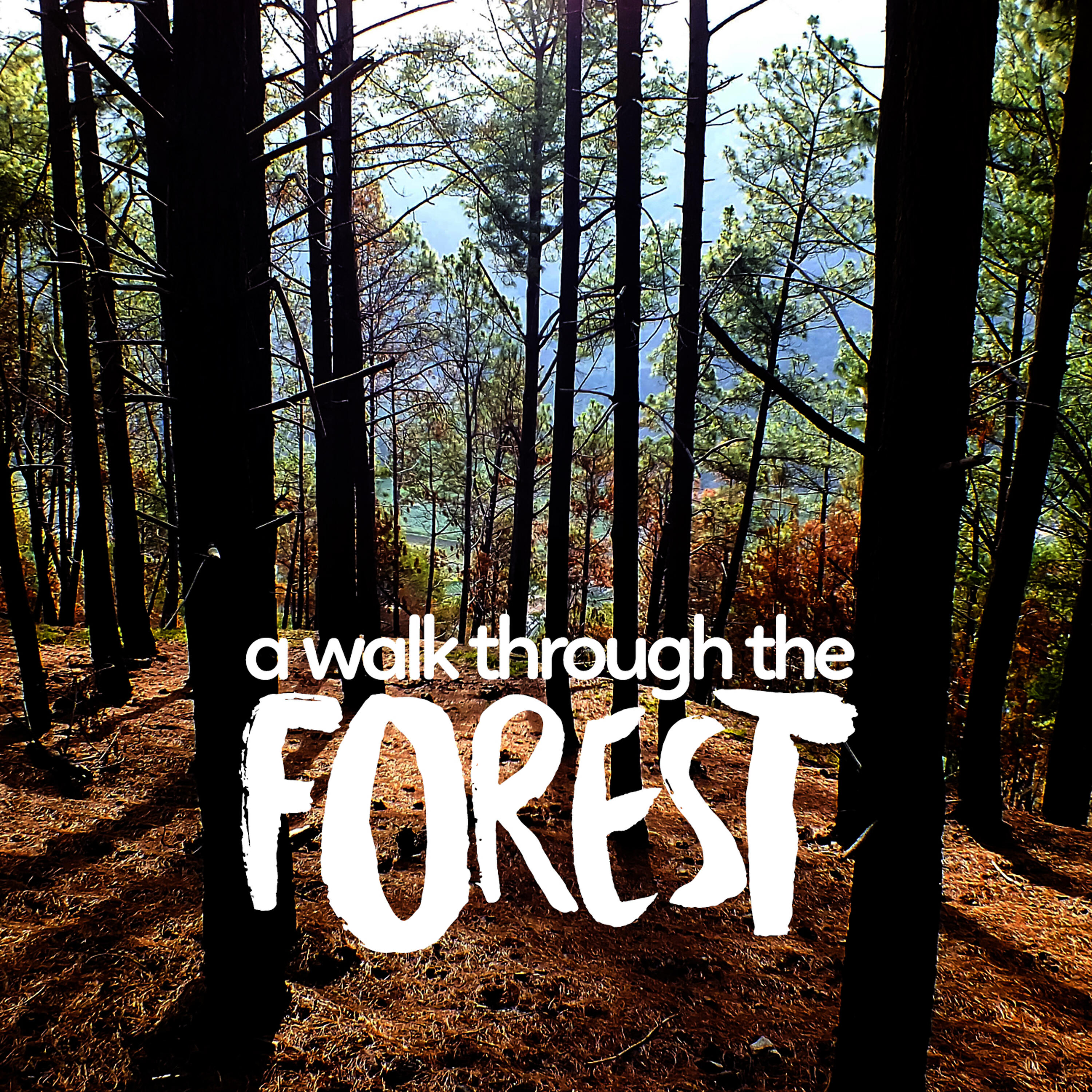 Natural Forest Sounds - Calm Flow