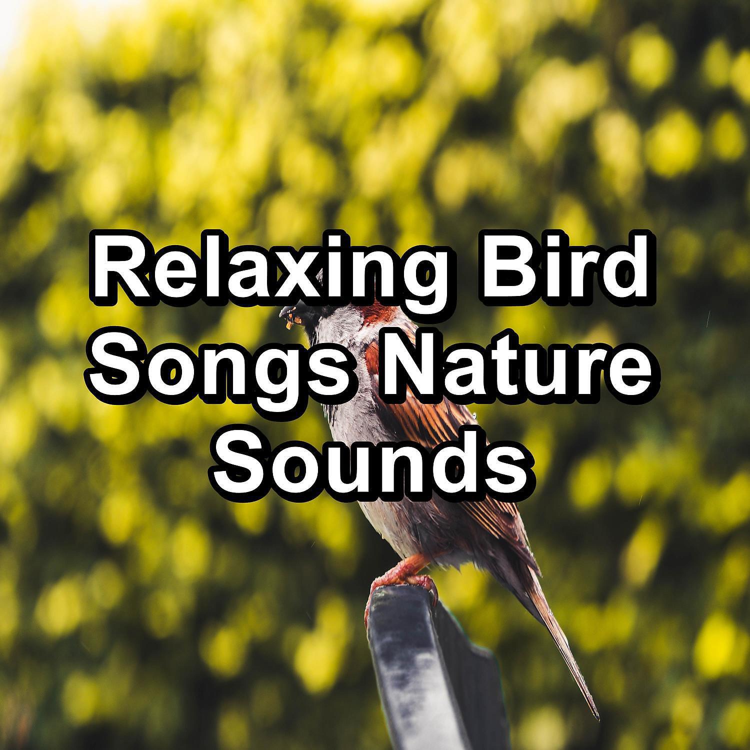 Calm Bird Sounds - Singing Birds in the morning