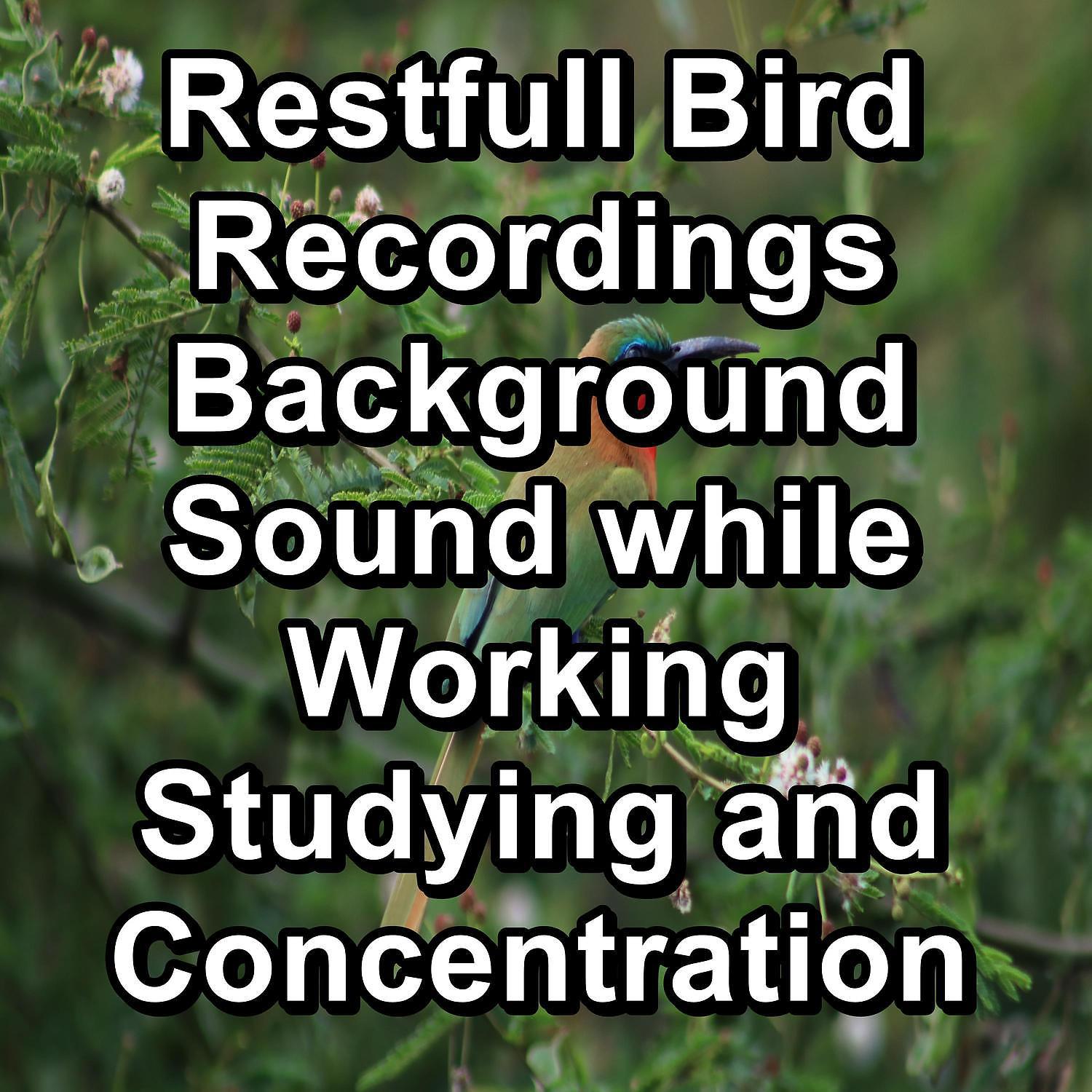 Relax Bird Sounds - Birds Sounds Garden Bird Songs To Repeat for 20 Hours