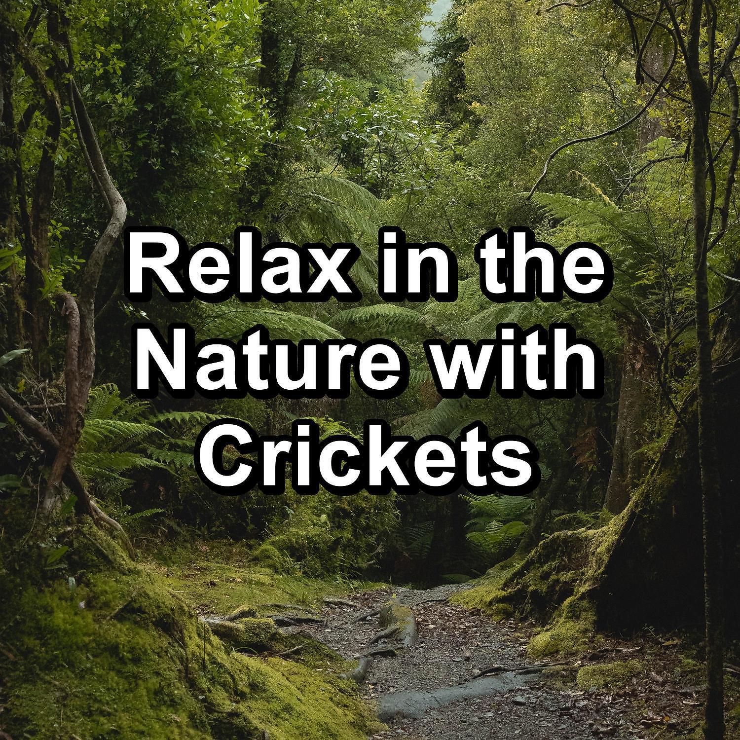 Crickets - Cricket Sound in the Evening to have a calming time