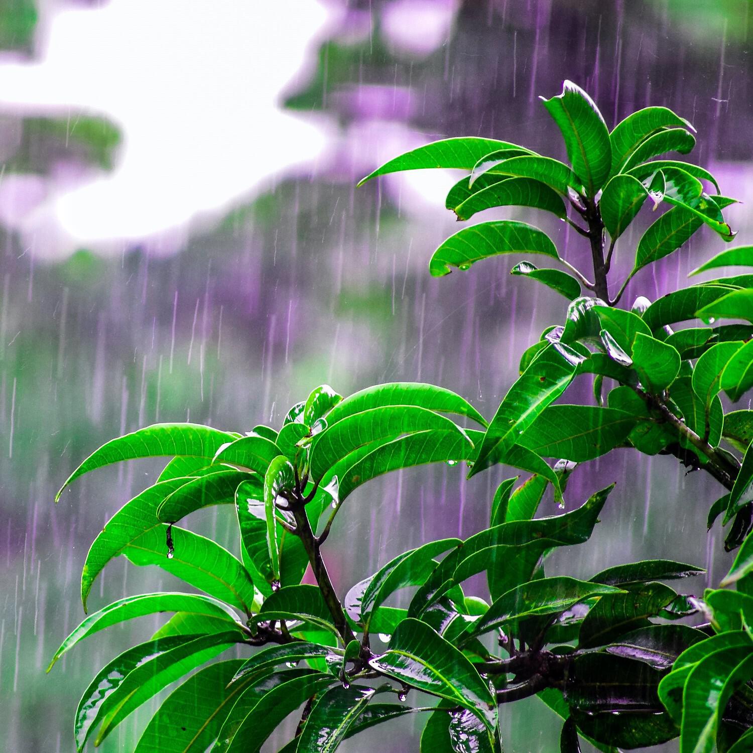 Calm Weather Factory - Energizing Rainstorm Noise