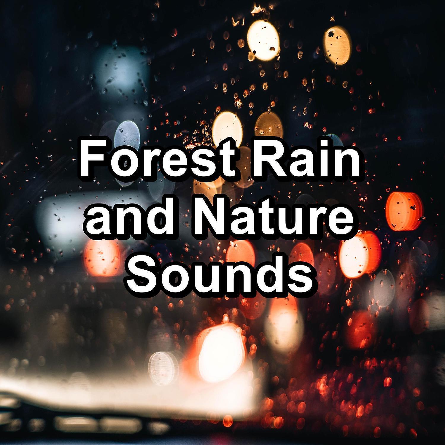 Sleep Songs 101 - Cozy Rain in the Rainy Forest To Help You Take A Nap