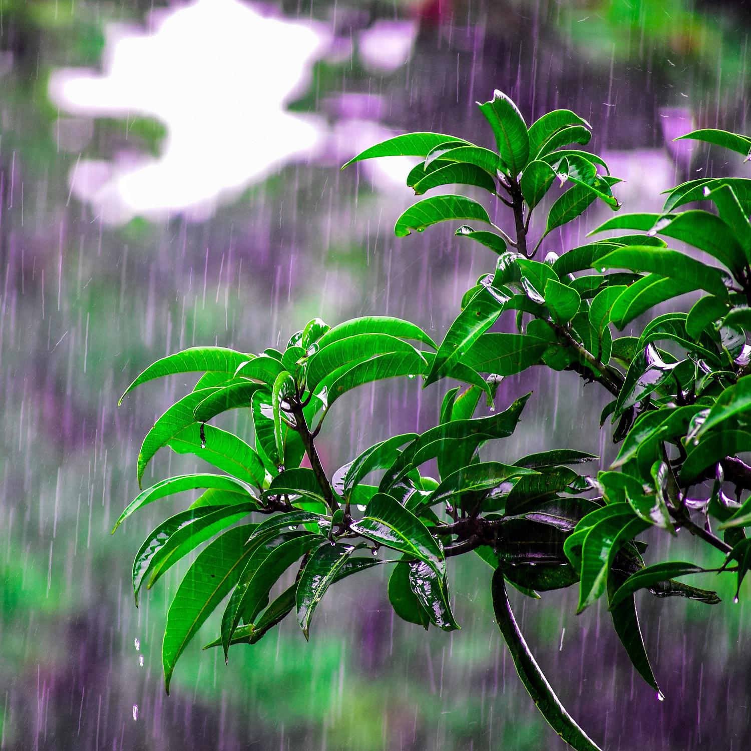 Постер альбома Healthy Rain Ambient for You to Relax (Loopable)
