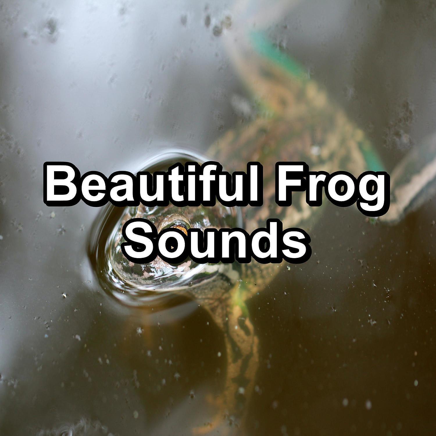 FX Makers - Sleepy Frogs Marsh Sounds
