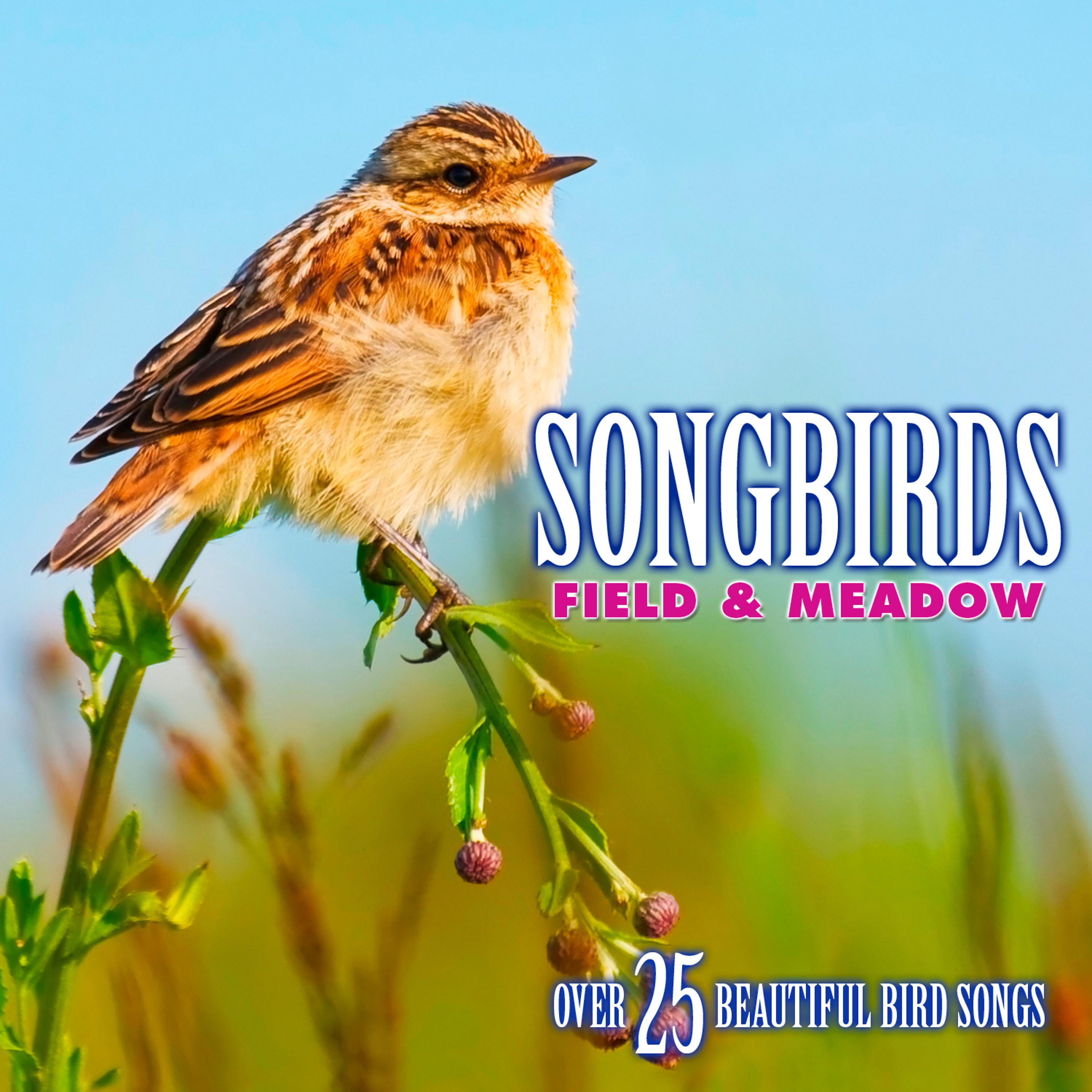 Постер альбома Songbirds: Field & Meadow - Over 25 Beautiful Bird Songs & Sounds
