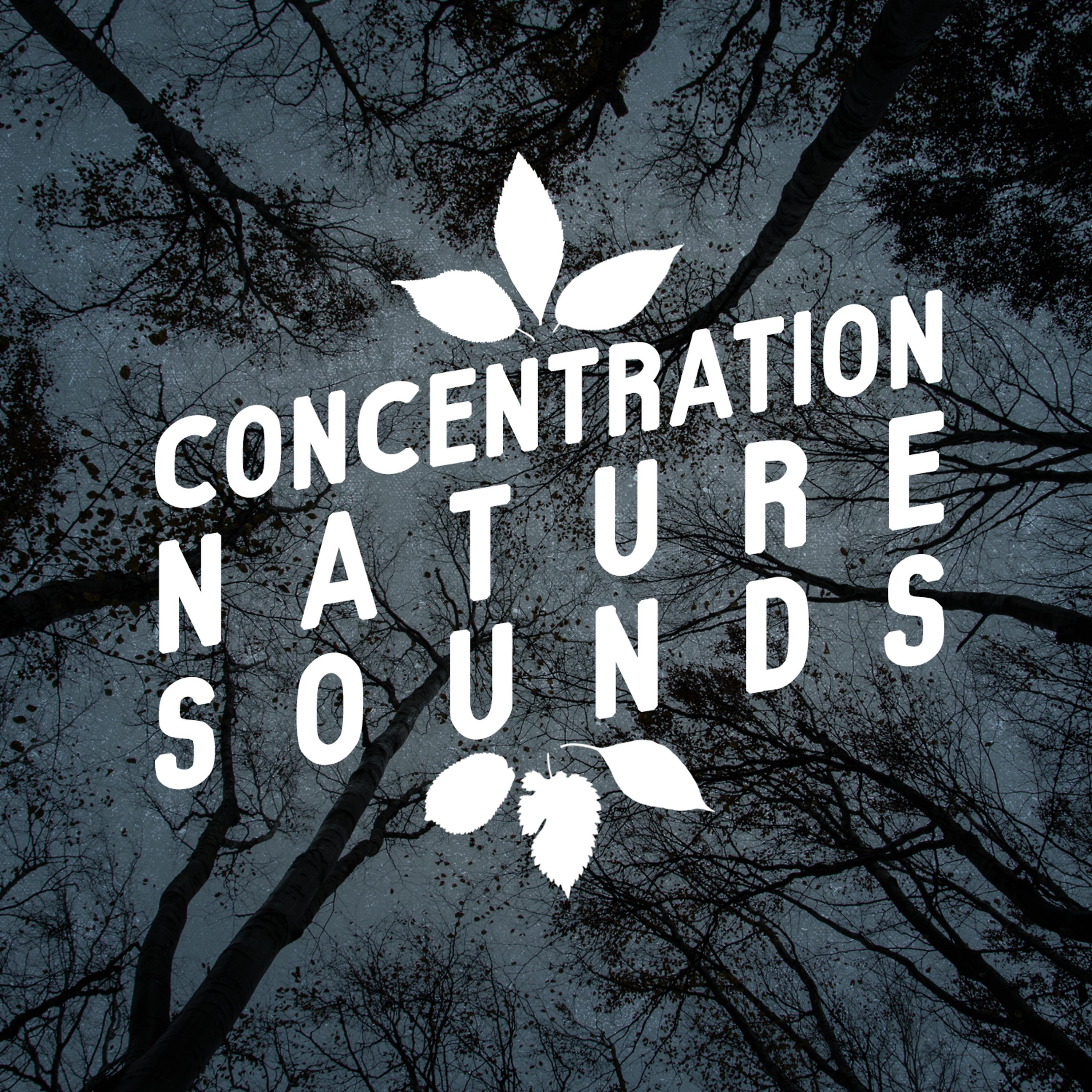 Постер альбома Concentration Nature Sounds