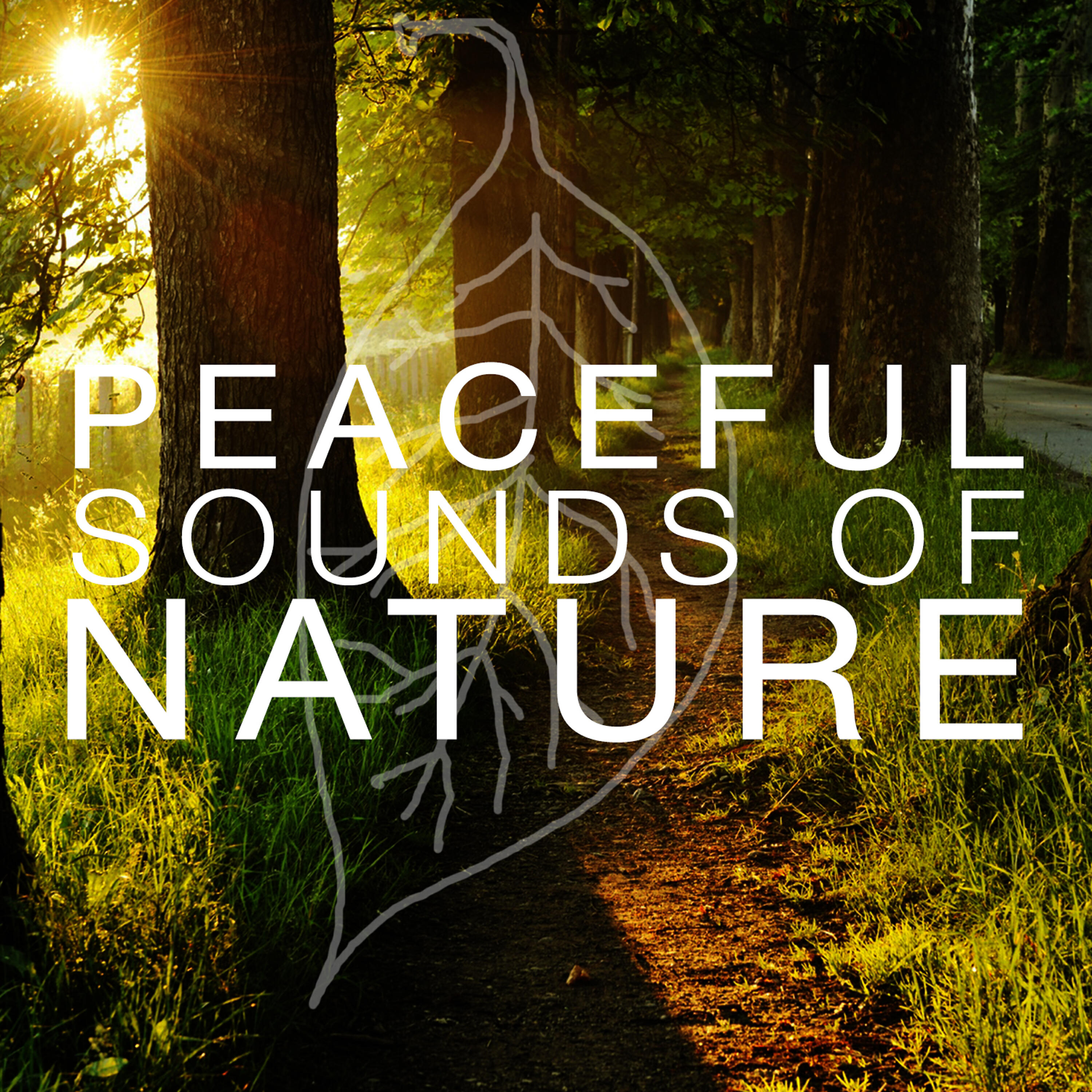 Sounds of Nature! - Life at the Waterside