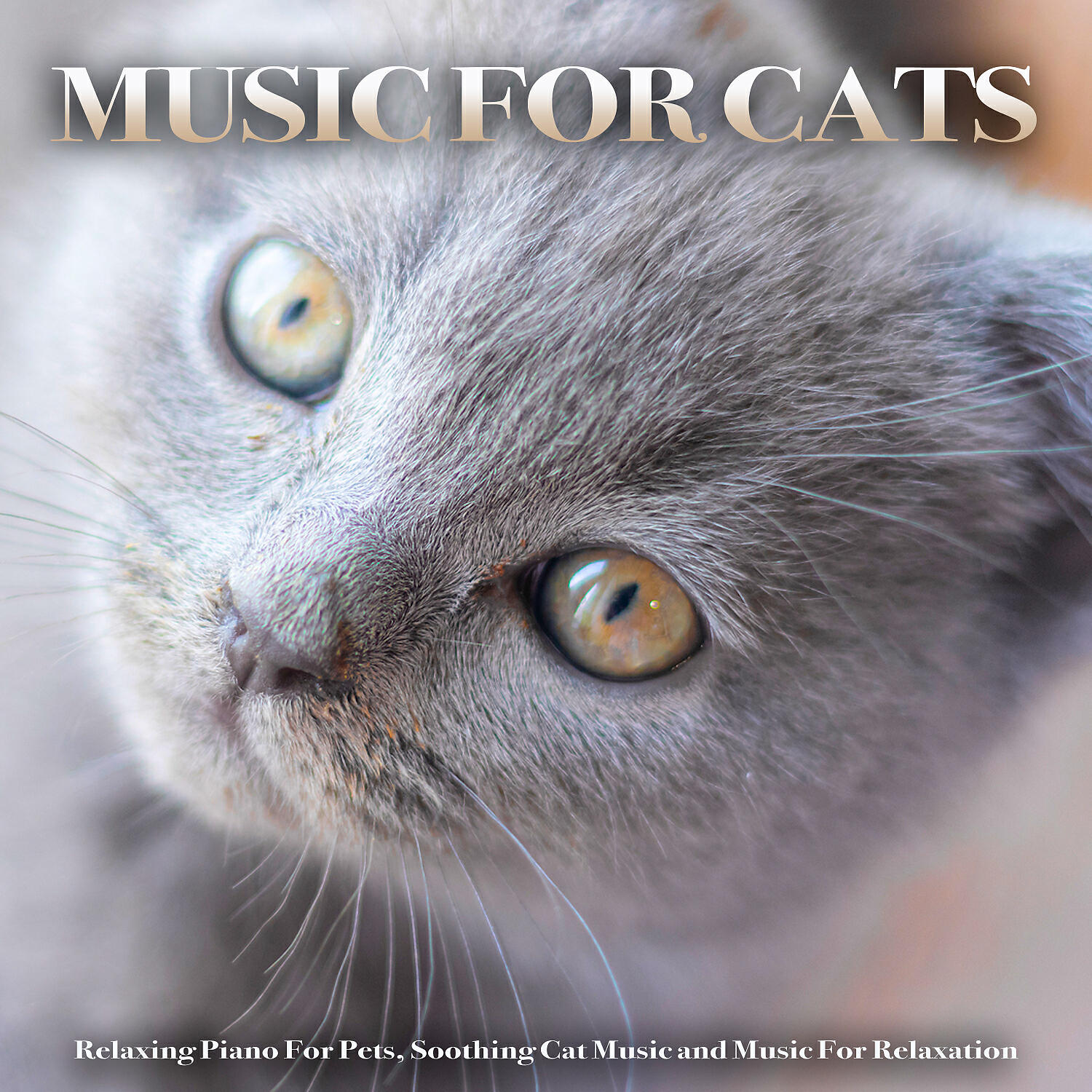 Cat Music - Kitty Cat Music For Cats
