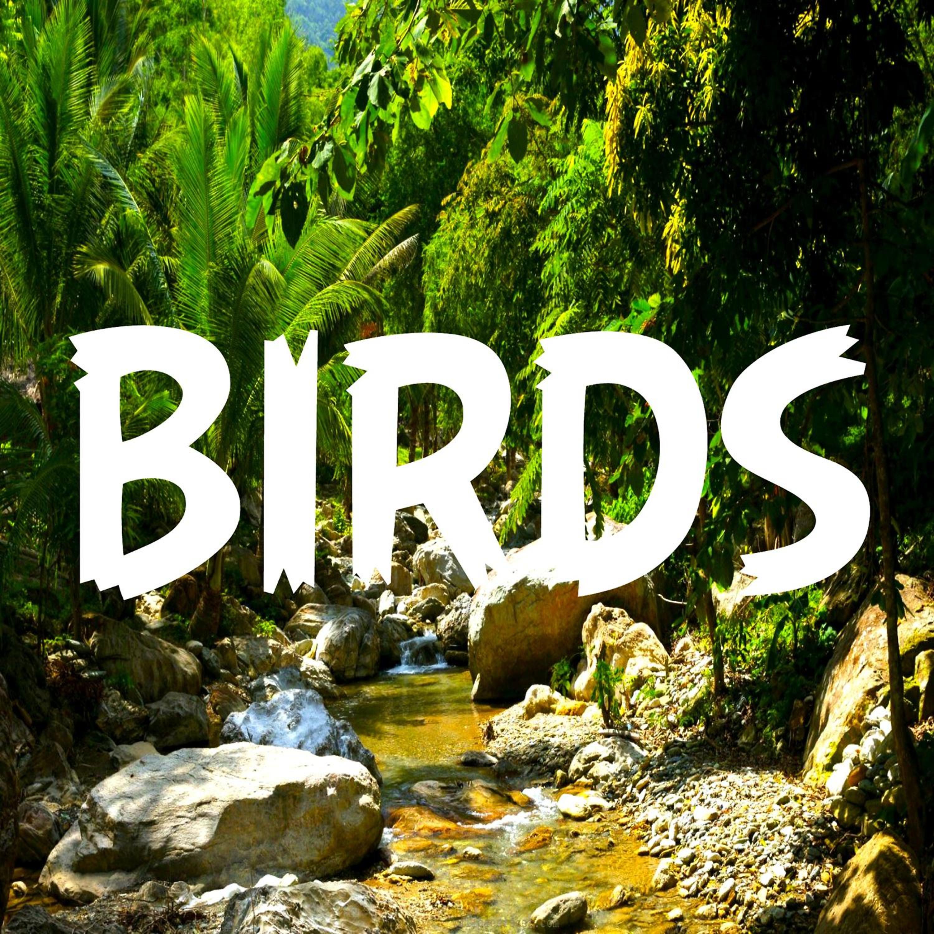 Постер альбома Bird Sounds