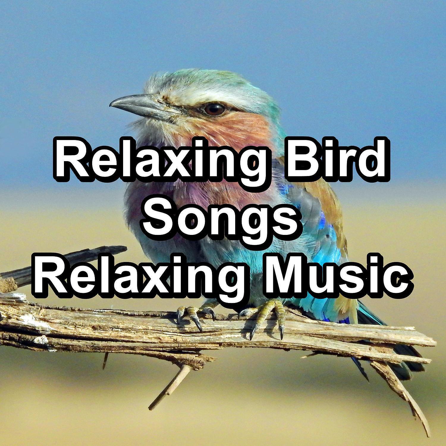 Baby Sleep Aid - ASMR Bird Sounds Natural Sounds Relaxing and Calming