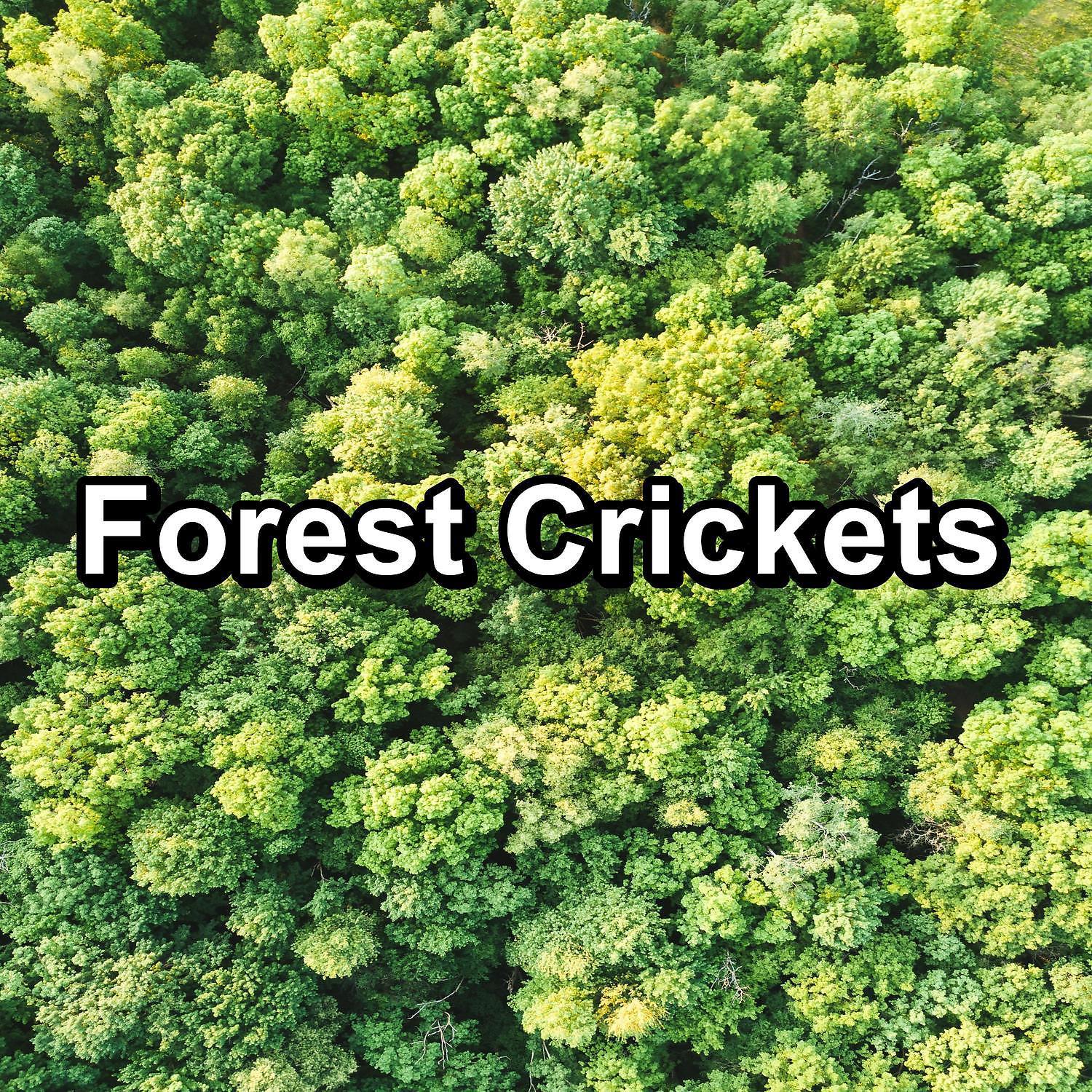 Постер альбома Forest Crickets