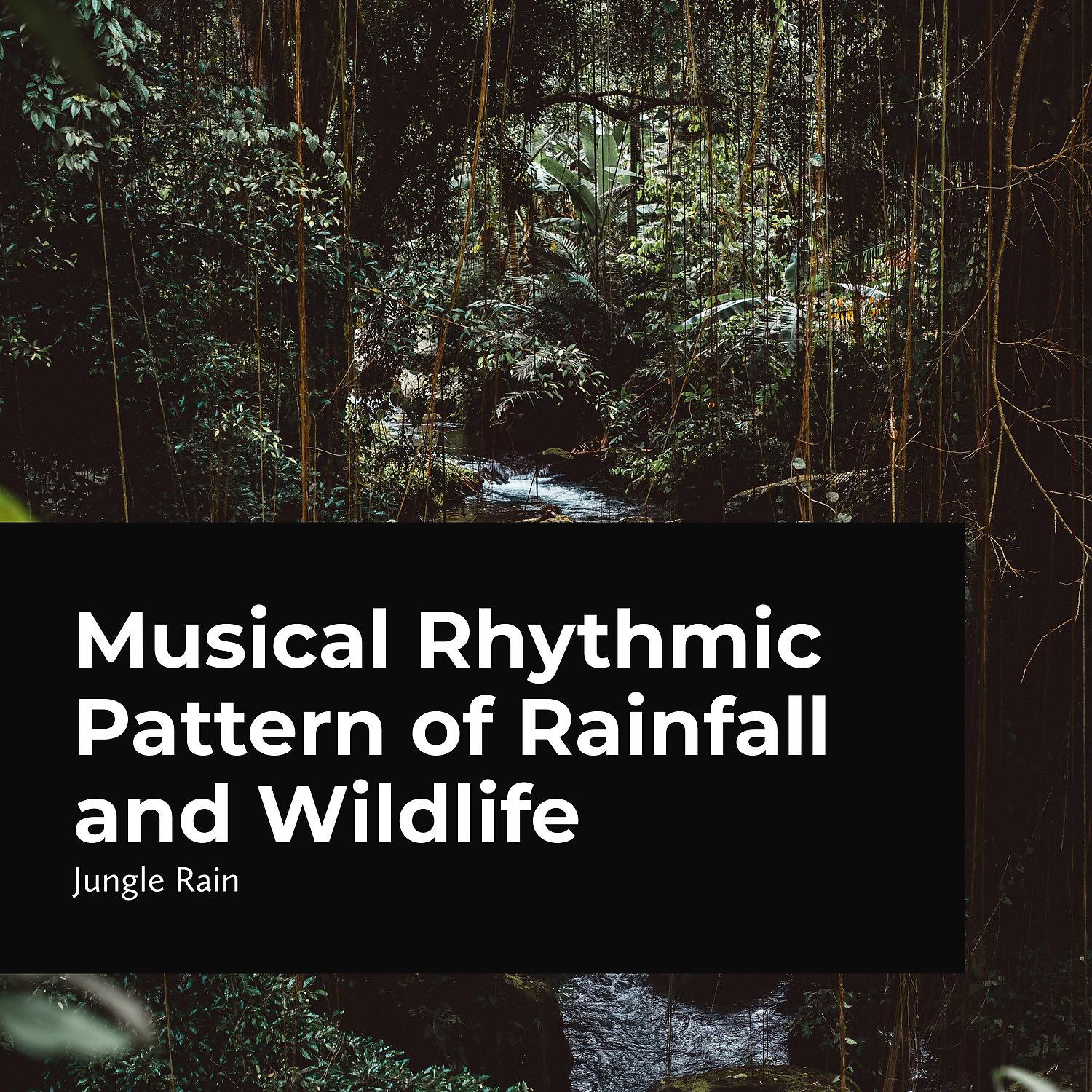 Постер альбома Musical Rhythmic Pattern of Rainfall and Wildlife