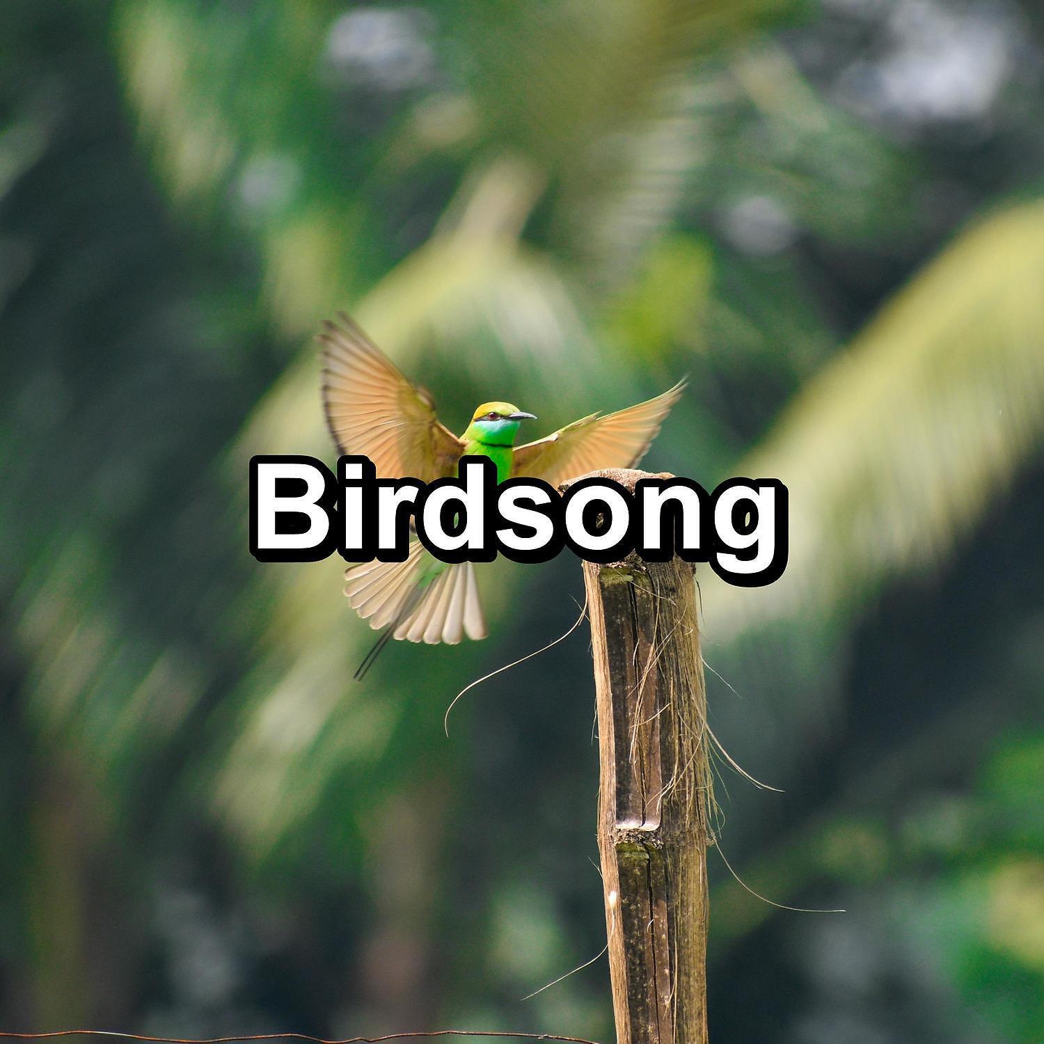 Baby Sleep - Dreamy Bird Sounds ASMR Instant Relaxing Best Loopable Sound