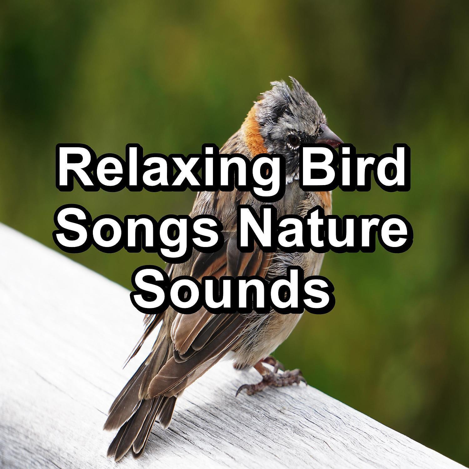 Nature Sounds & Bird Sounds - Ambient Nature Sounds ASMR Instant Relaxing To Help with Relaxing