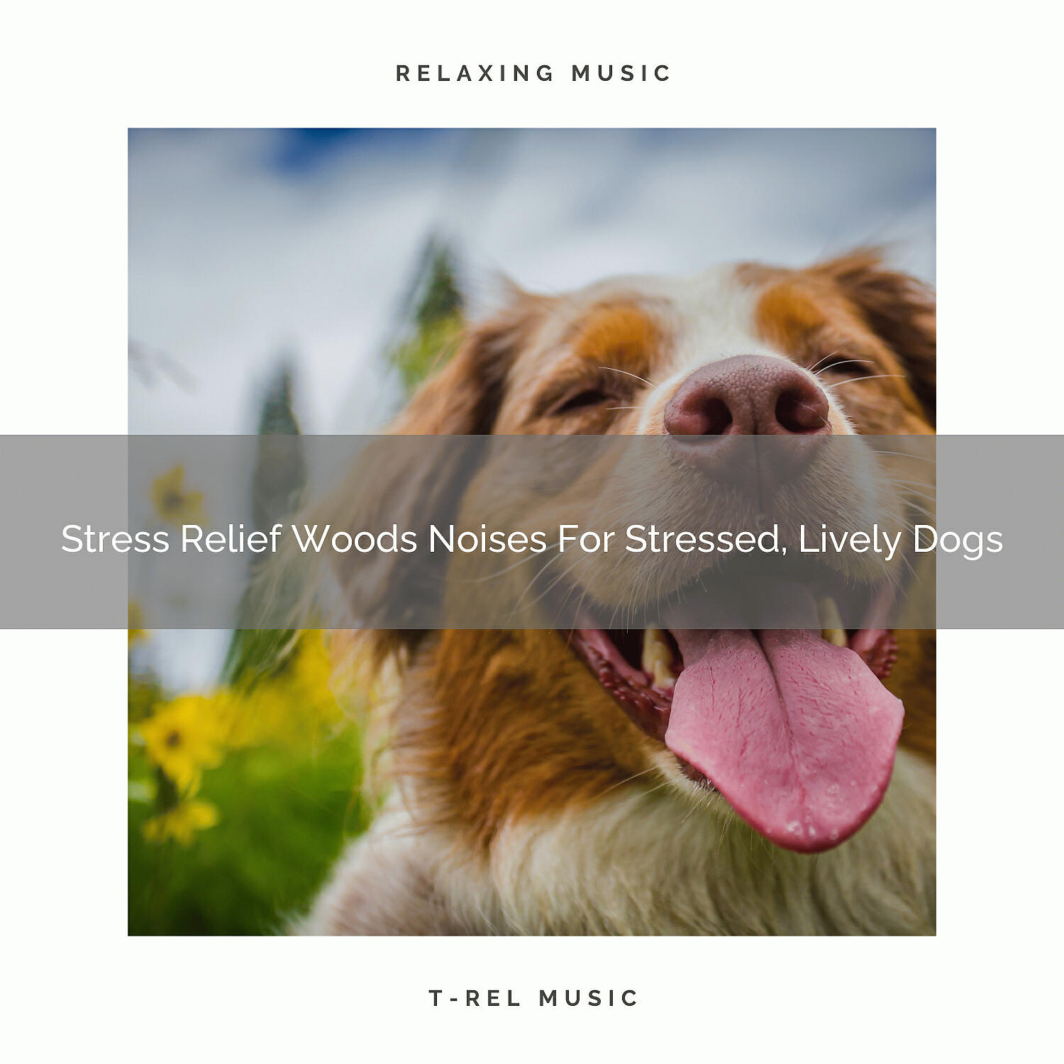 Pets Relax - Calming Mother Earth Tunes For Stressed, Good Dogs