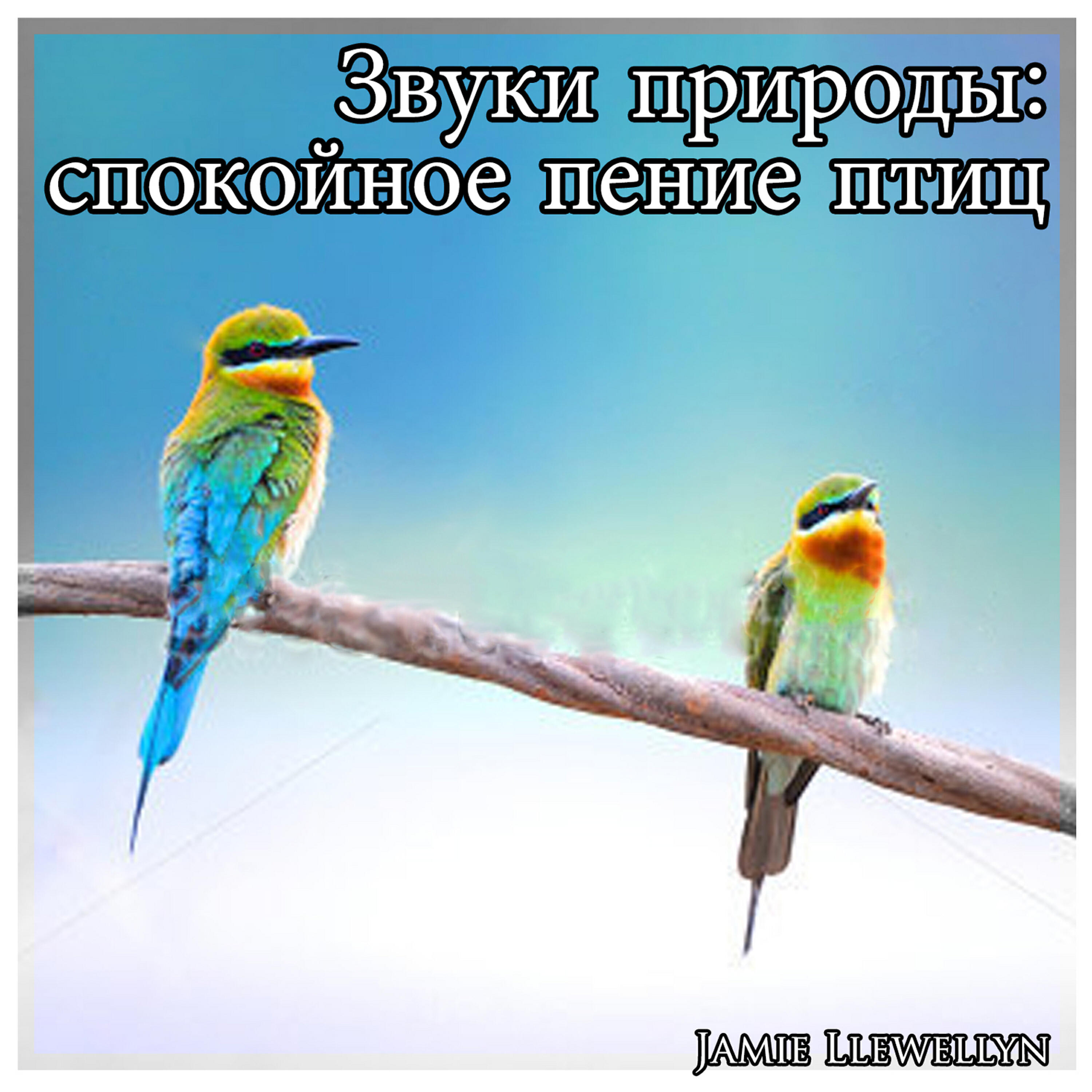 Jamie Llewellyn - Звуки природы: спокойное пение птиц