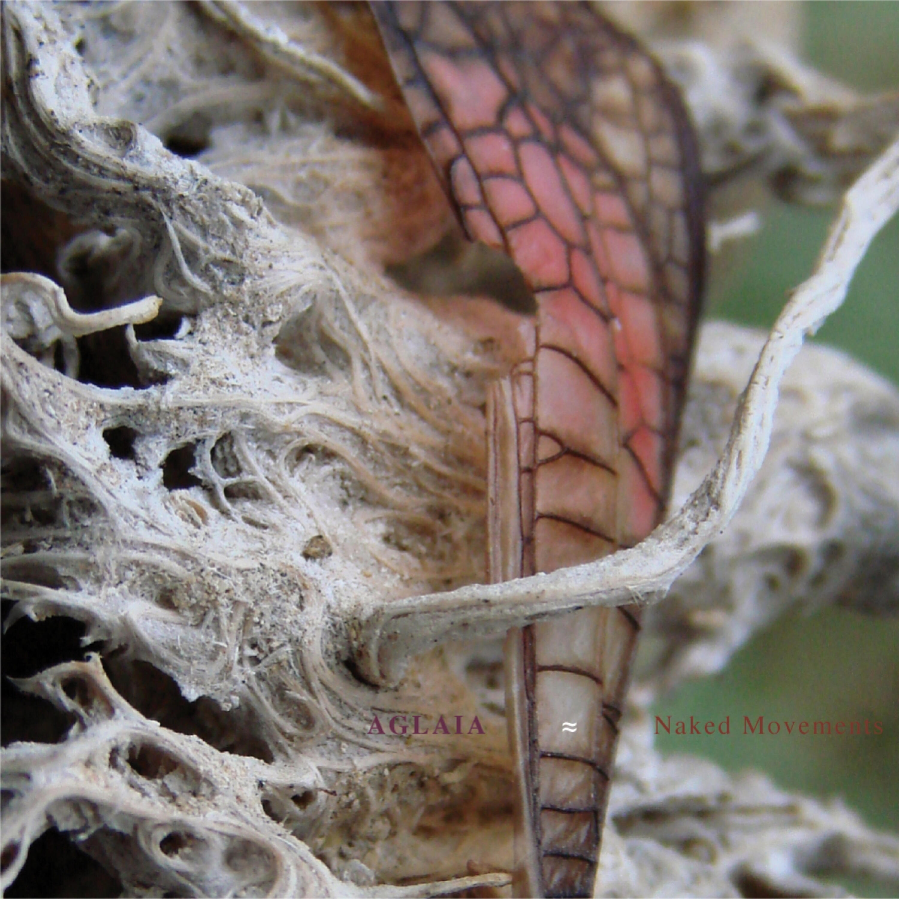 Aglaia - Lampis Noctiluca