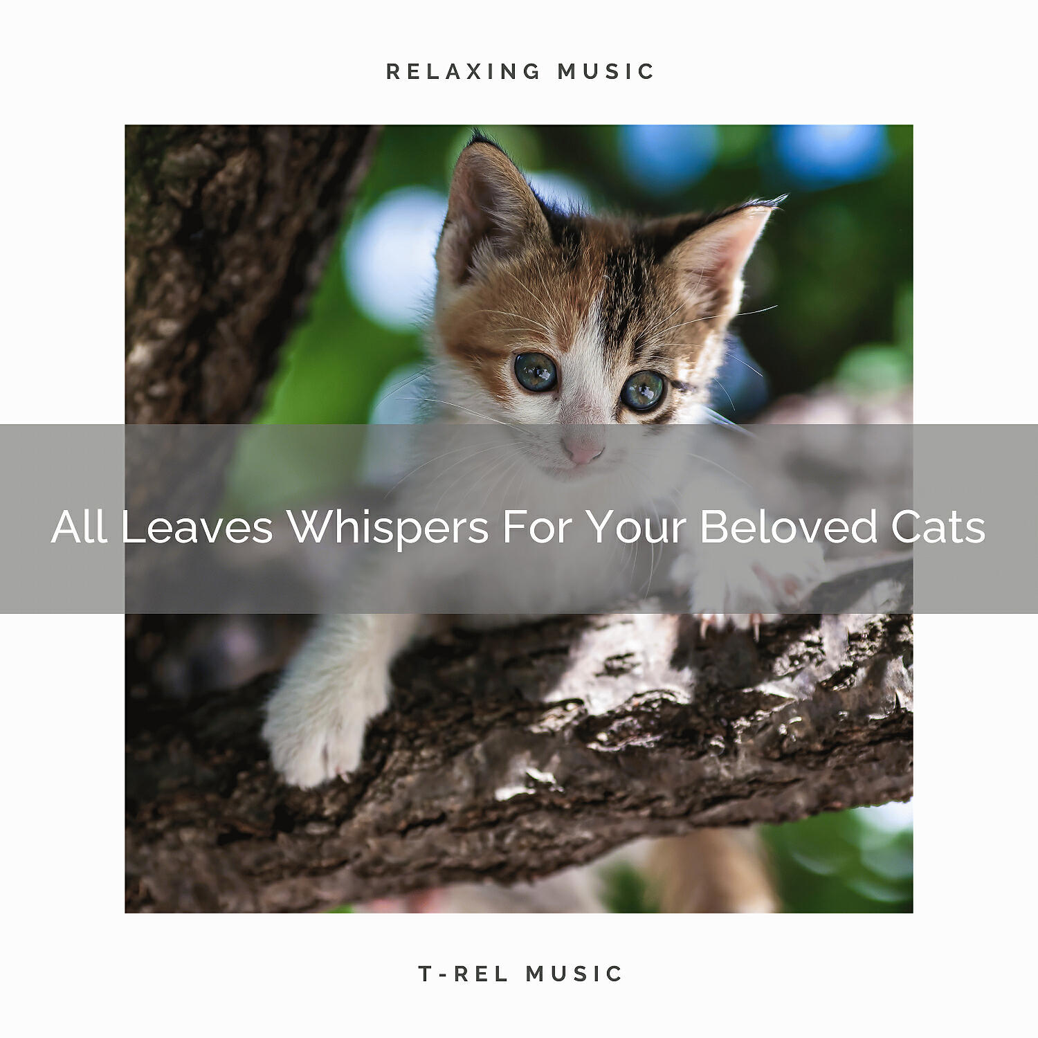 Cats Music Cradle - Relaxing Sea Songs Especially For Your Beloved Cats