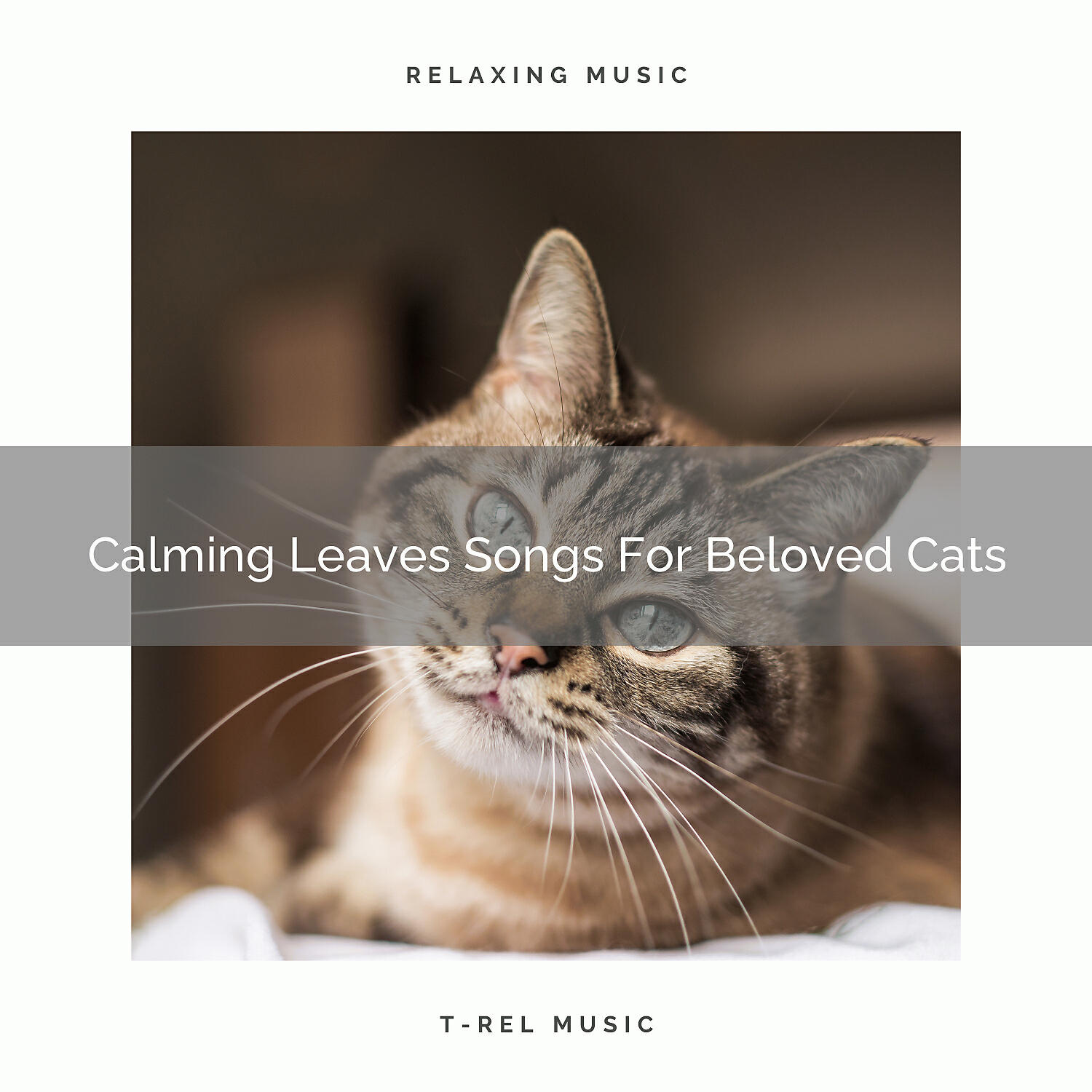 Cats Music Cradle - Wind Noises Especially For Indoors Cats