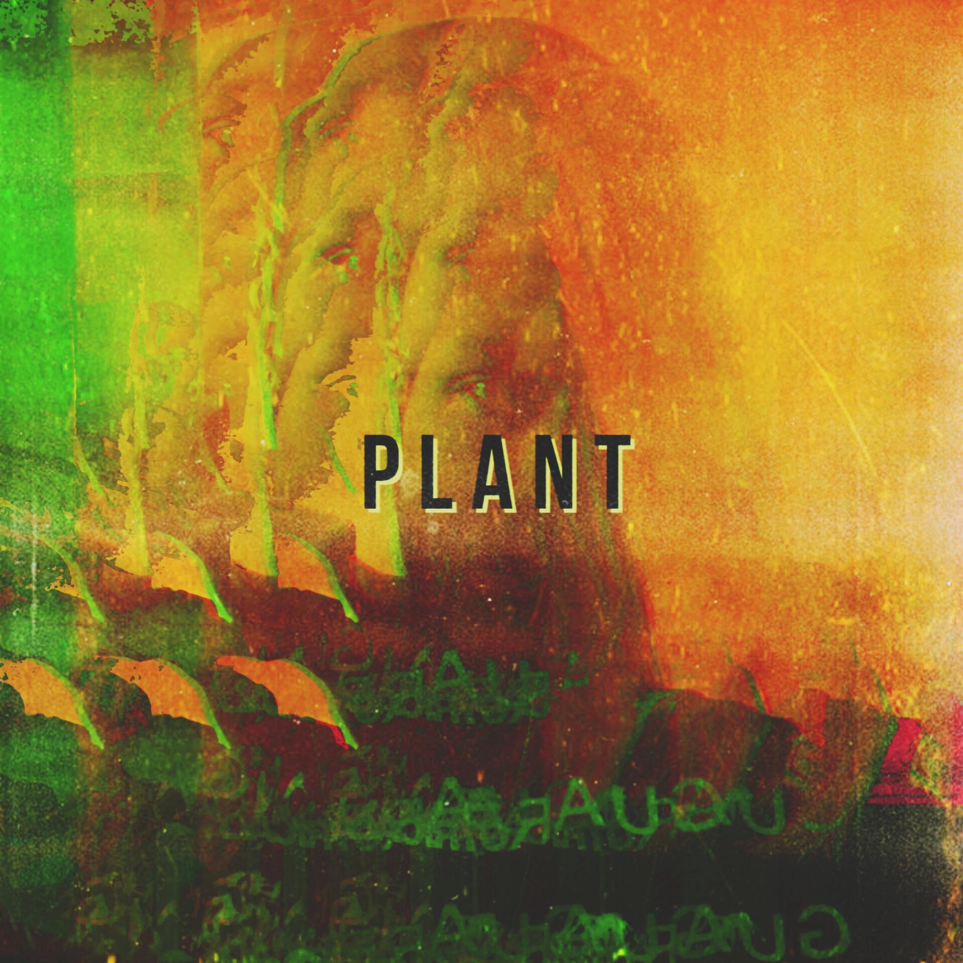 HighBoy J - Plant