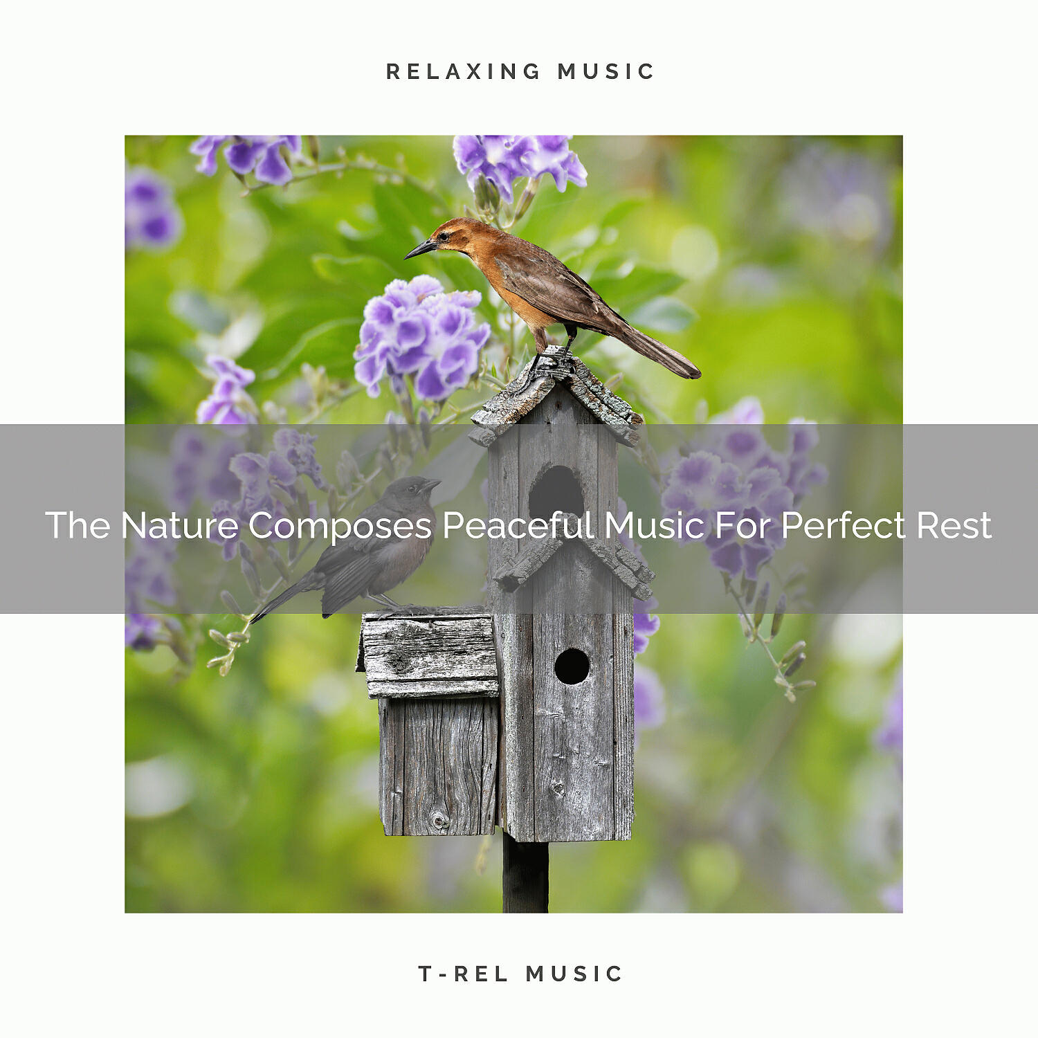 Calm Sea Sounds - Algorithmic Tunes Of Waves And Woods For Delicious Sleep