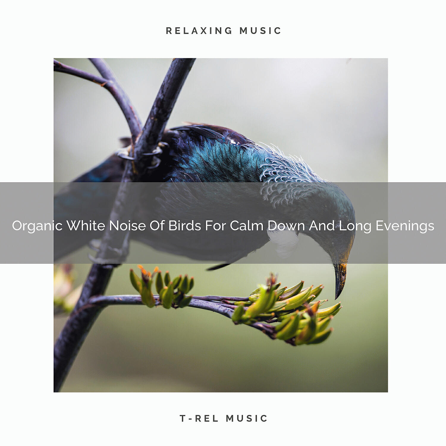 Organic Nature Sounds - Whispering Tones Of Tweets For Calm Down And Deep Sleep